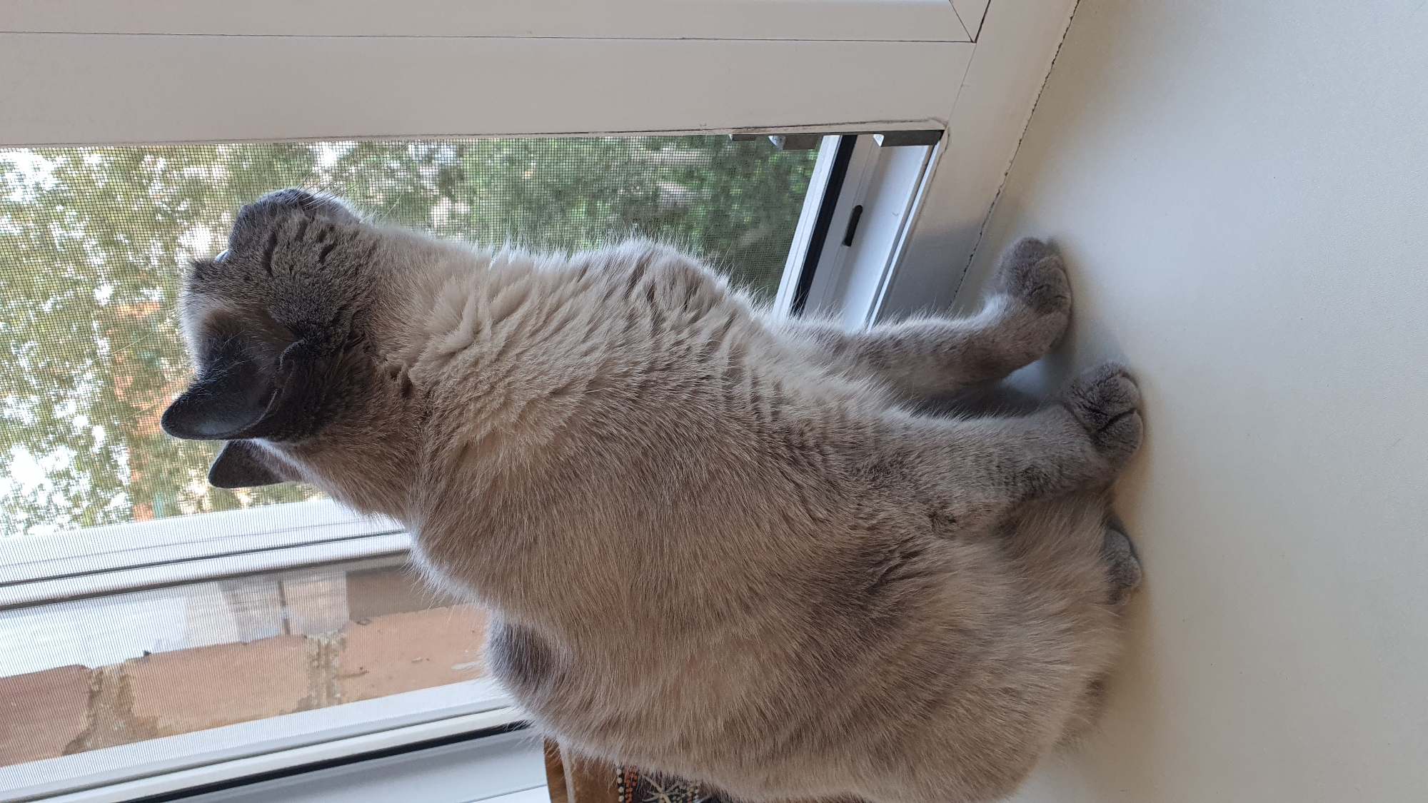 A medium shot captures a Siamese cat sitting on a white windowsill, looking out a window with a screen. The cat's fur is a light grey with darker points on its ears and face. Its eyes are closed as it looks upwards and to the right. Outside the window, green foliage from trees is visible, suggesting an outdoor environment. The background includes a brick wall on the left and the white frame of the window. The scene appears to be indoors, with the cat positioned near a window. The specific location in Krasnoyarsk, Russia, cannot be determined from the visual information provided.
