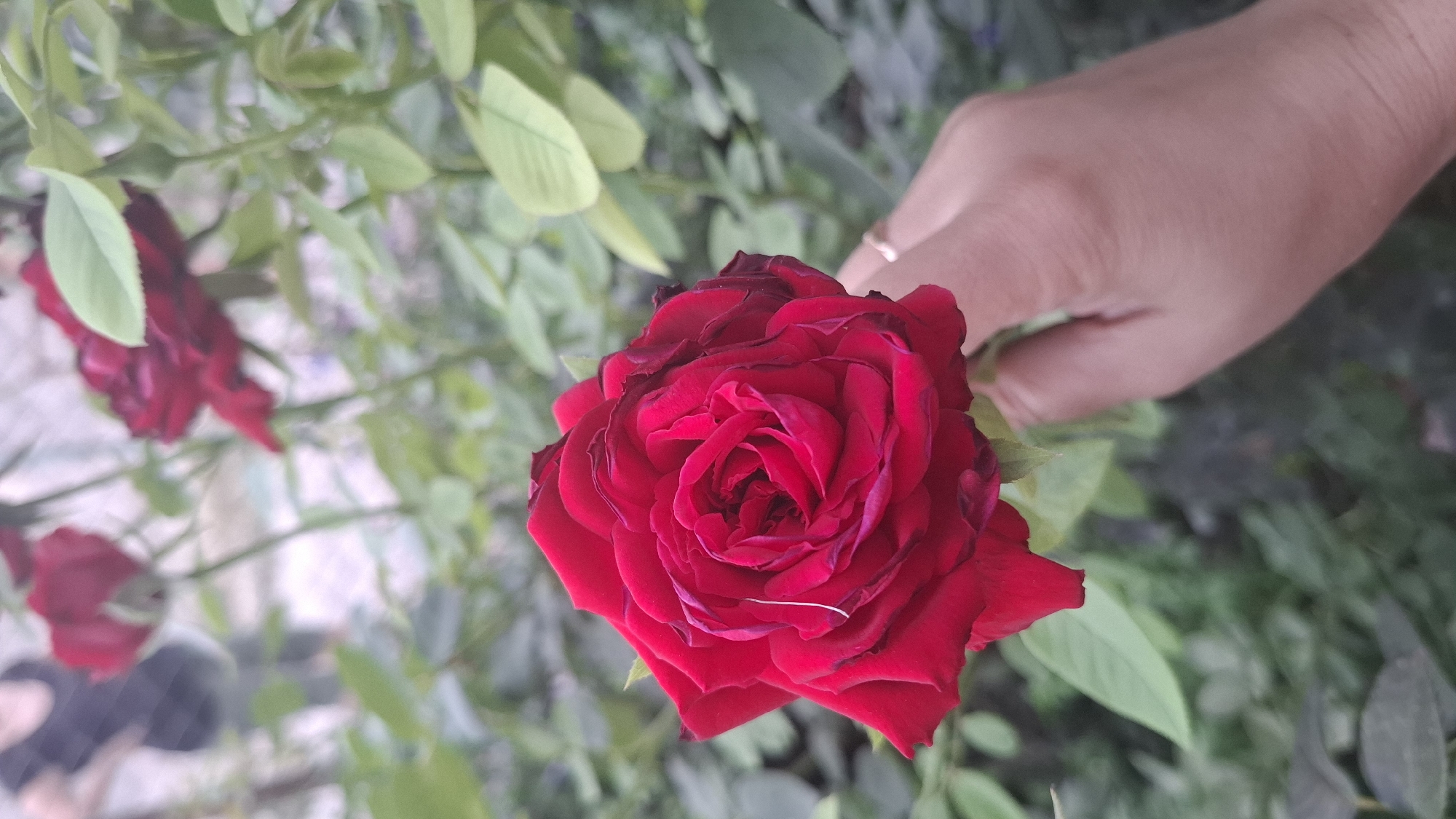A close-up, eye-level shot shows a hand wearing a thin, gold ring gently holding a deep red rose. The rose is in full bloom, with velvety petals unfurling from a tightly coiled center. The edges of some petals appear slightly darkened or bruised. In the blurred background, out-of-focus green foliage and other red roses are visible, suggesting a garden setting. The hand is positioned in the lower right quadrant of the frame. The overall lighting suggests it may be daytime, possibly overcast, with soft light illuminating the scene. The location of Шұбарсу, Kazakhstan, is not discernible from the visual information provided in the image.