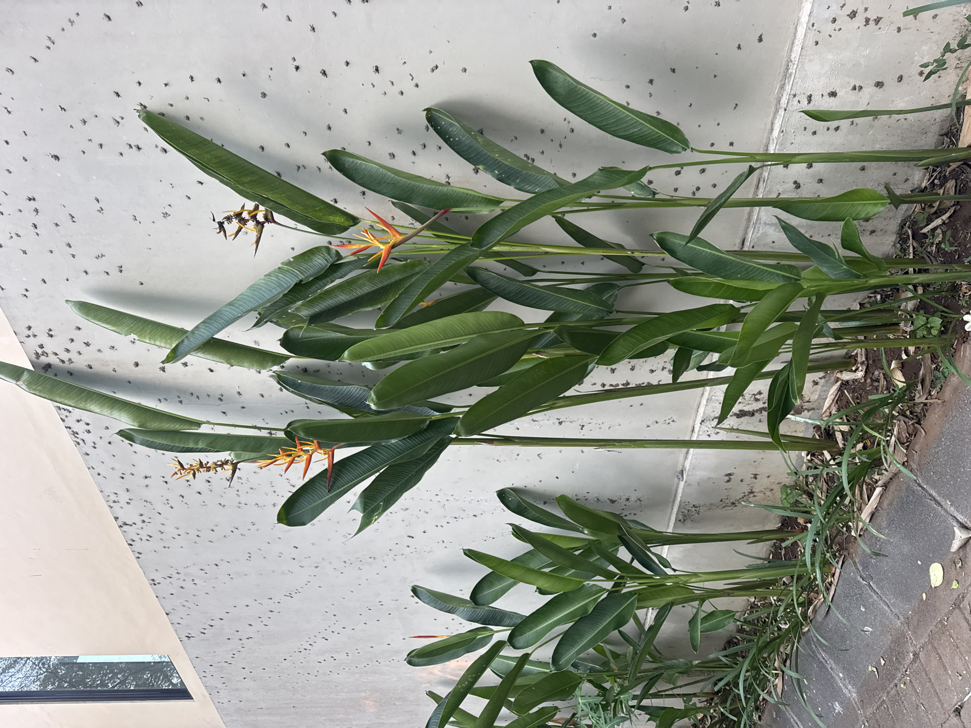 A row of tall, leafy green plants with bright orange and yellow flowers stands against a light-colored, textured concrete wall. The wall has a pattern of small, dark speckles. To the left, a section of a building with a dark-framed window is visible. The plants are in a ground bed bordered by a gray concrete curb and a paved walkway. The scene is outdoors, with natural lighting.