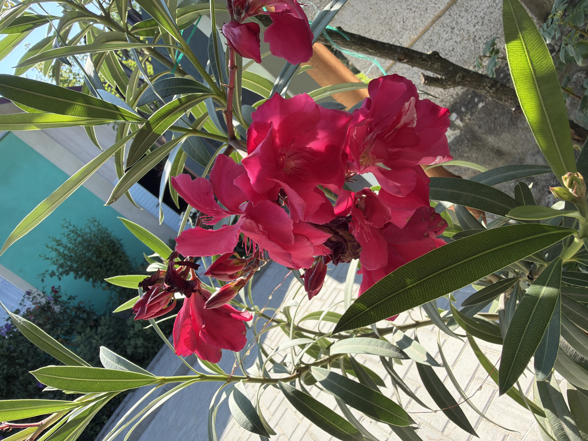 This is a close-up, eye-level, vertical, outdoor photograph of a cluster of bright pink oleander flowers and their long, green leaves, bathed in sunlight. The flowers are in various stages of bloom, with some fully open and others in bud. The leaves are lance-shaped with prominent veins, and some have a variegated edge of lighter green or white. The background consists of a textured, light-colored wall, a rough-barked tree branch, and hints of other foliage. In the upper background, a bright turquoise wall of a building is visible. The overall impression is a vibrant, sun-drenched botanical scene. The location is Recea, Moldova. There are no people or discernible actions taking place in the image.