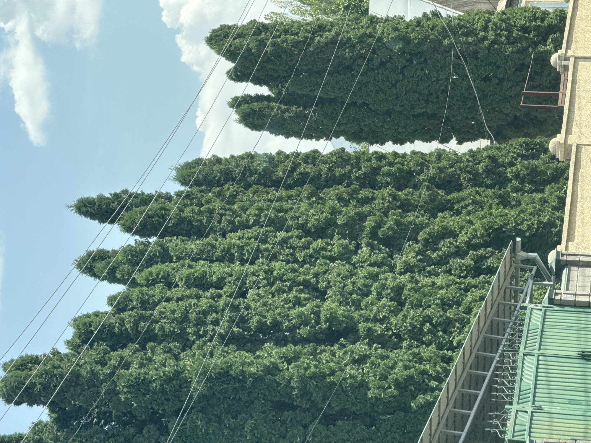 The image shows a row of tall, conical green trees along a street in Koi-Tash, Kyrgyzstan. The trees are densely packed and form a visual barrier, with several power lines running horizontally across the scene in front of them. In the lower left corner, a green metal gate with an ornate design and a section of a building with a covered roof are visible. The sky above is blue with scattered white clouds. The overall impression is one of a residential street or property boundary lined with mature evergreen trees.