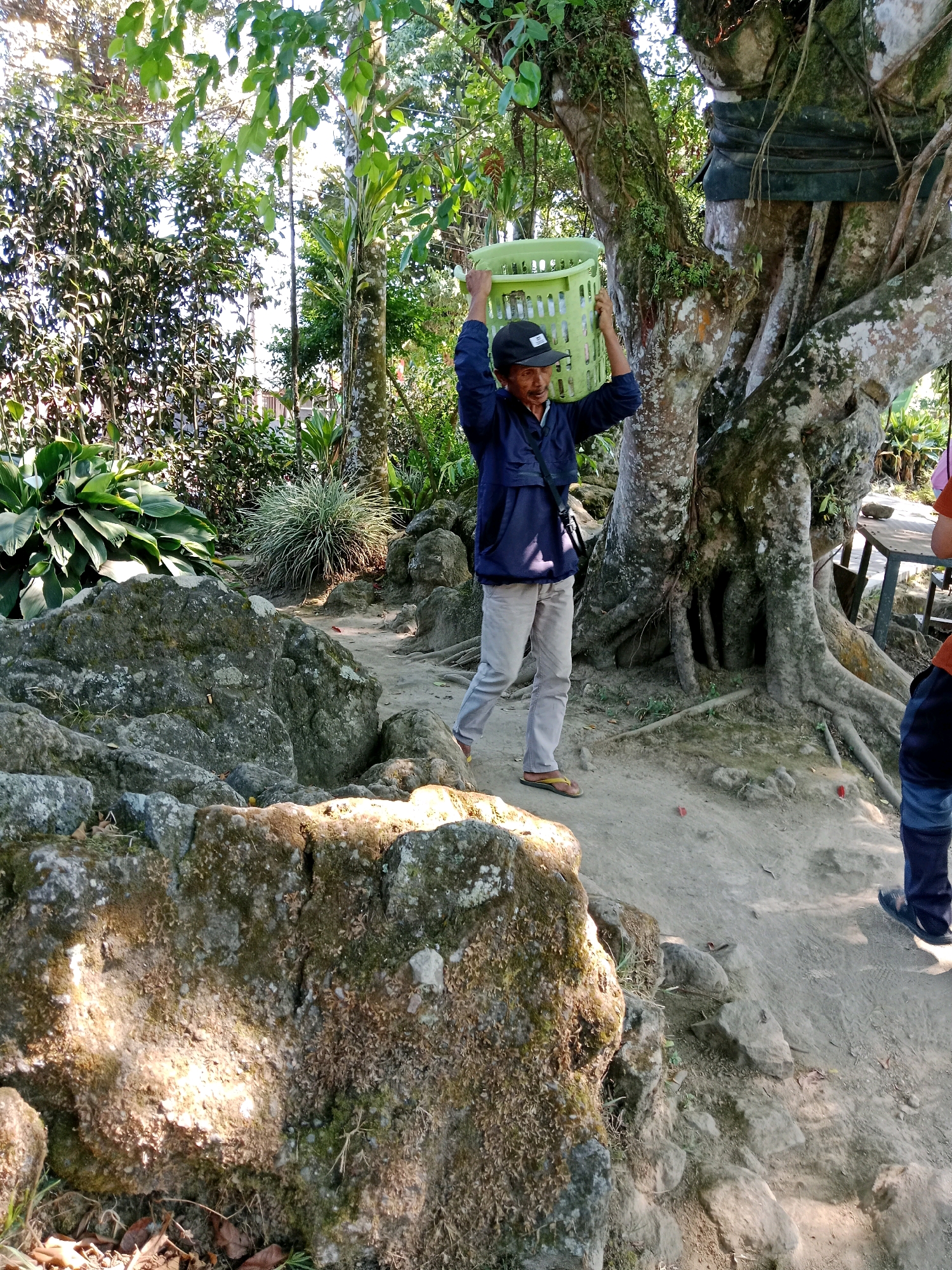 A person is walking on a dirt path outdoors, carrying a green plastic basket over their head. The person is wearing a blue jacket, light-colored pants, a black baseball cap, and flip-flops. They are walking towards the right side of the frame. To the right of the person, there is a large tree with thick roots and moss. Further to the right, a wooden table and chairs are visible. In the foreground, large rocks covered in moss are present. The environment is lush with green foliage and trees, suggesting a natural or garden setting. The lighting indicates it is daytime, with sunlight filtering through the trees, creating shadows. The scene appears to be located in Tlogomulyo, Indonesia.