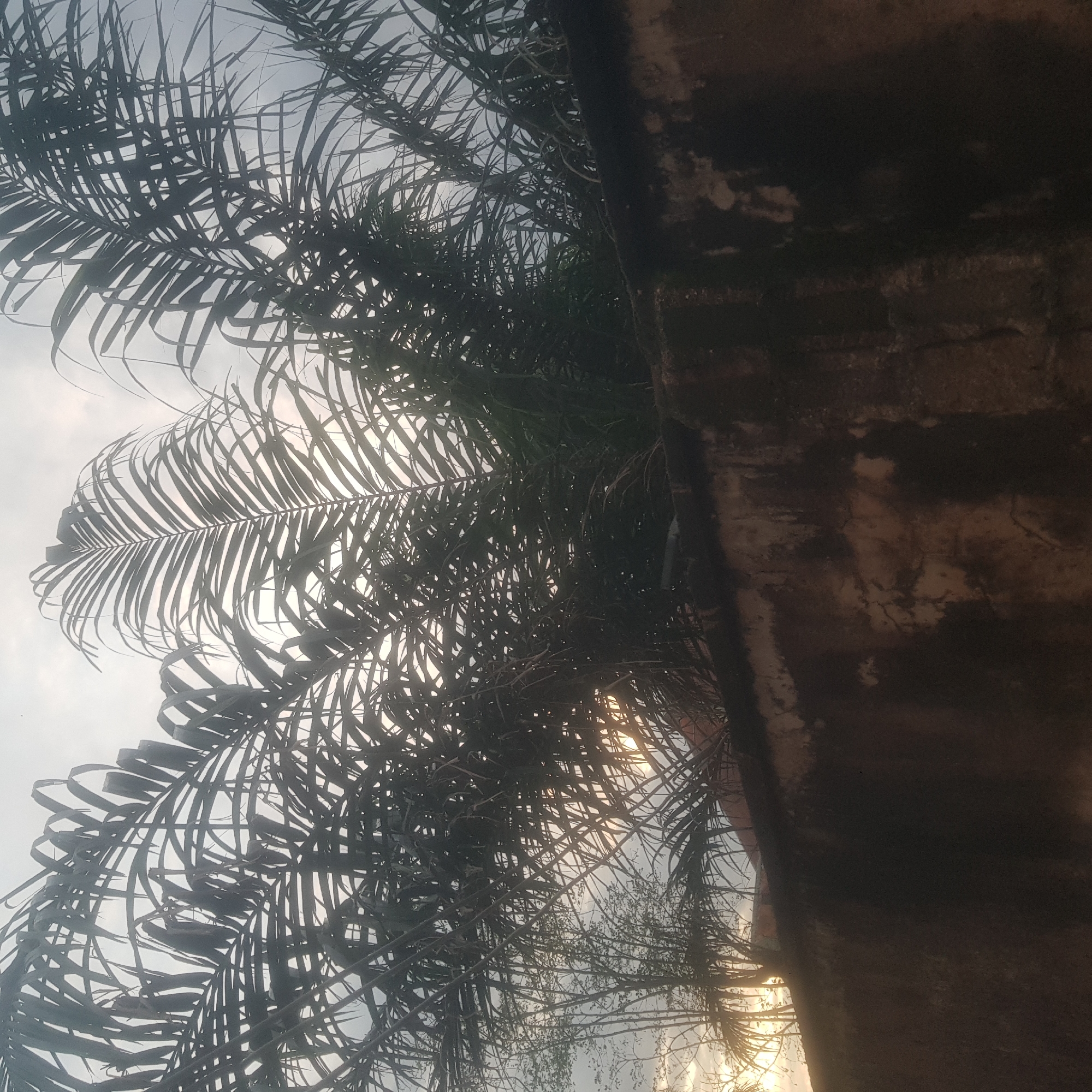 The image captures a view of palm fronds silhouetted against a hazy sky, with the sun faintly visible through the leaves. In the foreground, a weathered, dark brown wall runs horizontally, showing signs of age and possibly moss or water stains. The wall appears to be part of a boundary or enclosure. Behind the wall and palm fronds, lighter foliage and tree branches are discernible, suggesting a natural or semi-natural environment. The overall lighting indicates it might be early morning or late afternoon. Based on visual cues such as the vegetation and architectural style implied by the wall, this scene is consistent with an outdoor setting in Jalingo, Nigeria.
