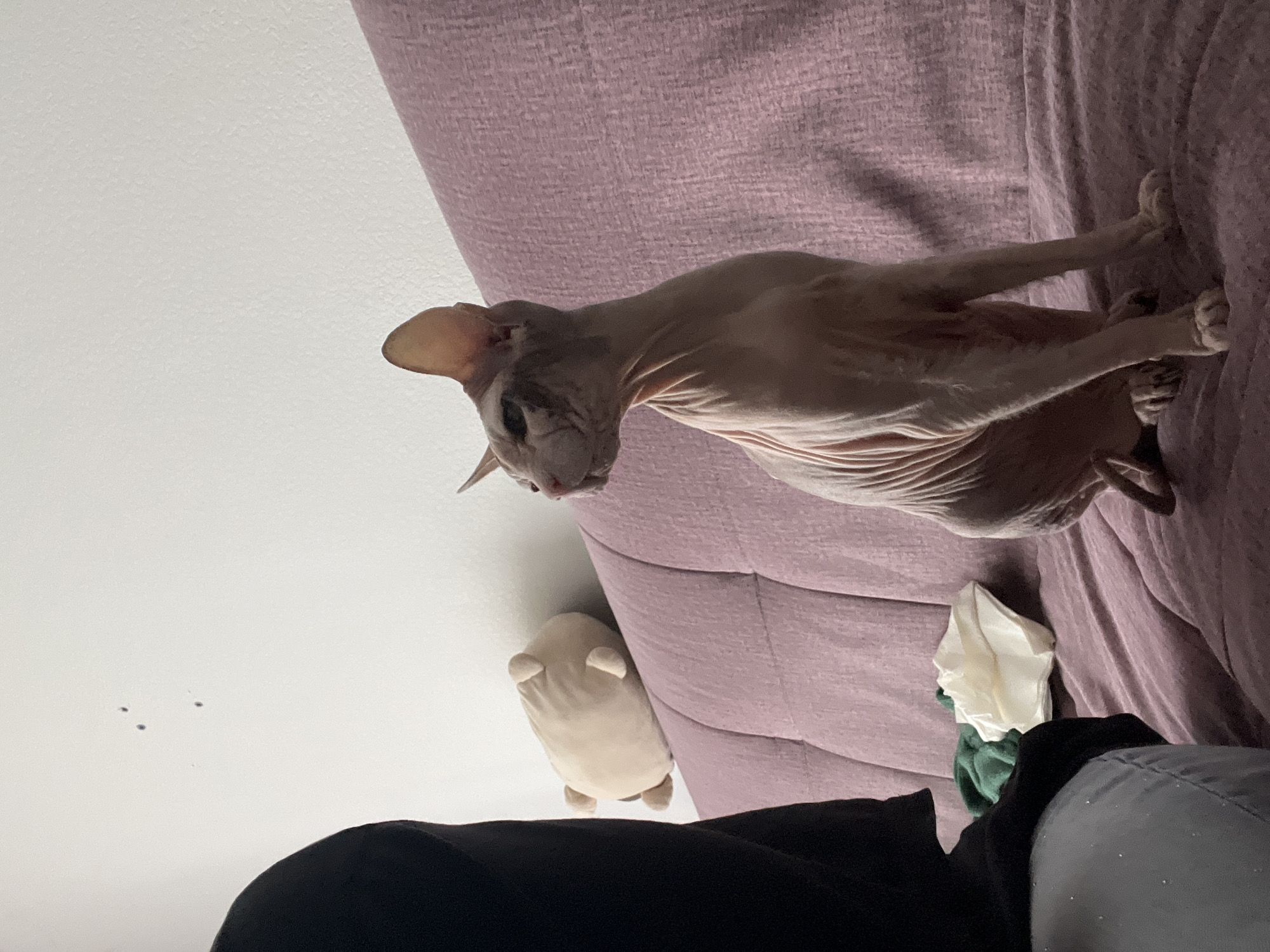 A bald cat is sitting on a pink couch. The cat is looking to the left. There is a stuffed animal behind the cat. There is also some laundry on the couch. The wall behind the couch is white.