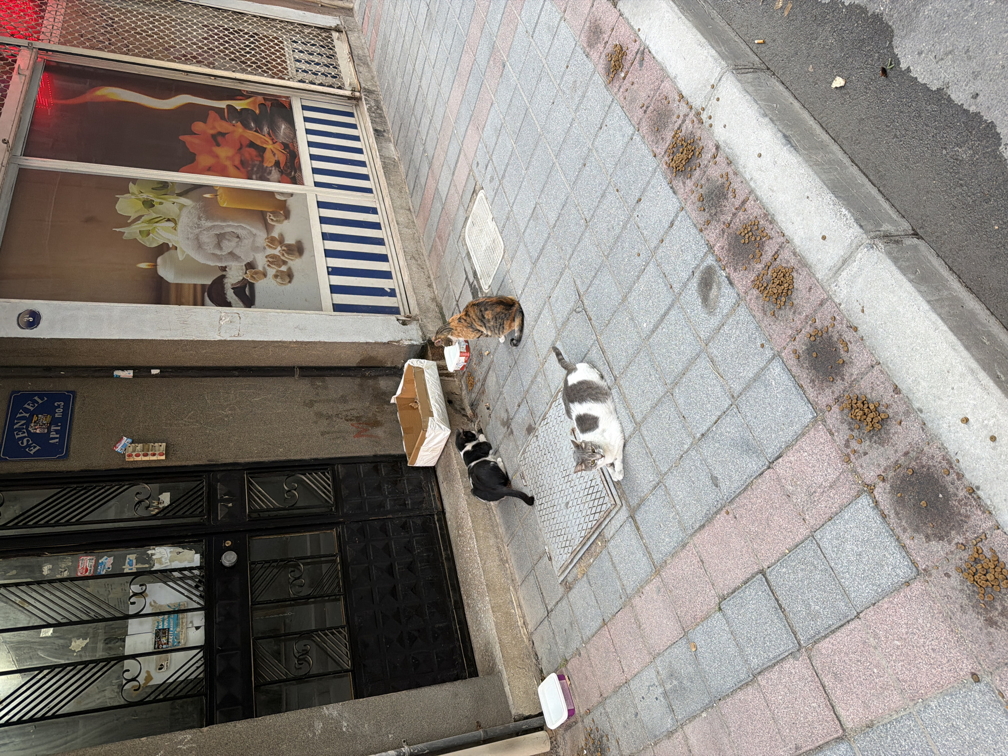 In front of a business with a spa-themed mural and a dark metal security gate, three cats are present on a tiled sidewalk. A black and white cat is near the gate, eating from a cardboard box. A calico cat sits next to a red and white food bowl, also near the gate. Further down the sidewalk, a white and grey cat is lying down. Scattered kibble is visible on the sidewalk and along the curb. A sign above the gate reads "ESENYEL APT. no.3". The scene appears to be in a street in İzmir, Turkey.