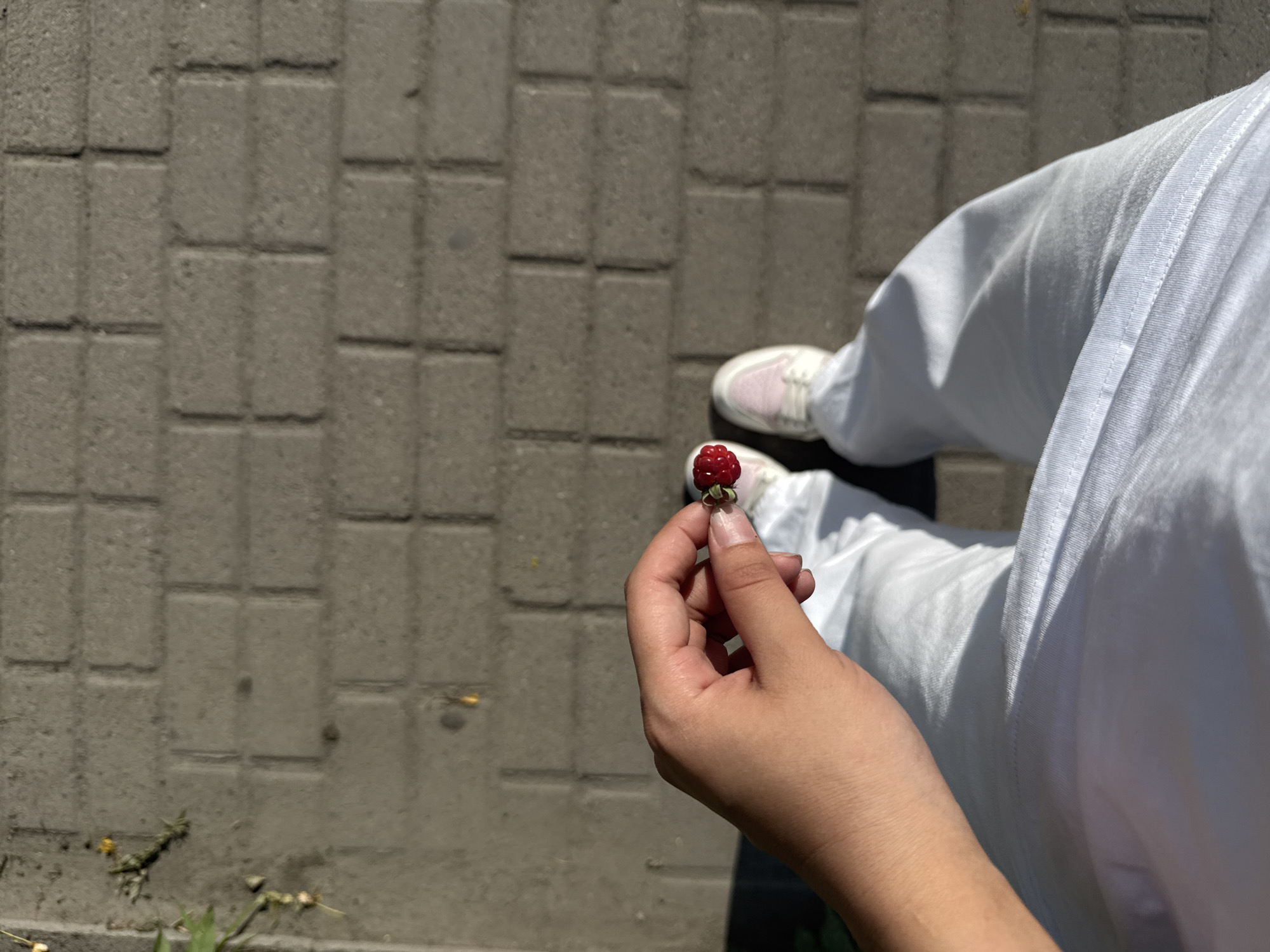 A first-person perspective shows a person's hand holding two raspberries. The hand is casually positioned, with the raspberries held between the thumb and forefinger. The person is wearing light-colored pants and white sneakers with pink accents. The ground beneath is paved with grey rectangular bricks, suggesting an outdoor urban setting, likely a sidewalk or path. Sunlight casts shadows, indicating a sunny day. The background is primarily the brick pavement, with a hint of greenery on the left side.