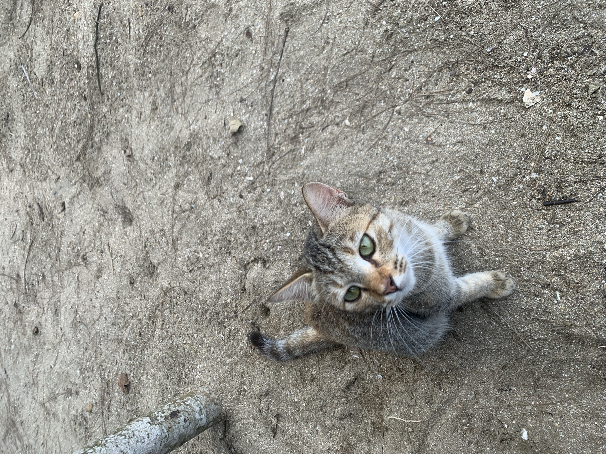 An overhead shot depicts a tabby cat with green eyes on sandy ground. The cat is looking up toward the camera, with its paws outstretched. A small piece of tree trunk is visible in the lower left corner. The location is Tanjung Limau, Indonesia, as specified.