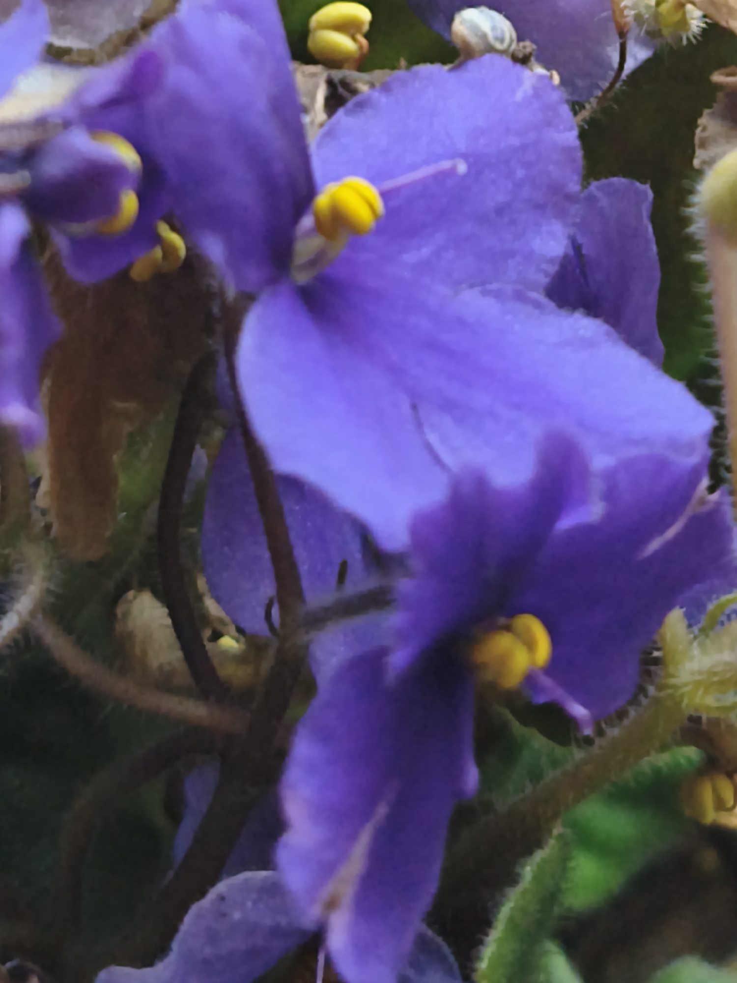 This is a close-up, vertical-orientation photograph of several purple African violet flowers. The flowers have yellow stamens and are surrounded by green leaves and brown stems. The background is softly blurred, suggesting a shallow depth of field. No people or specific location details are visible in the image.