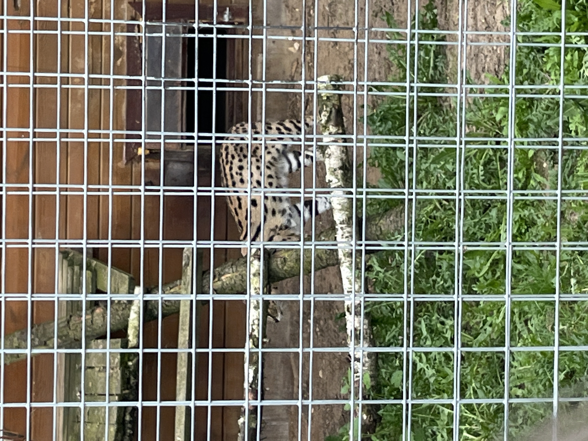 A spotted serval sits inside an enclosure at the Moscow Zoo in Воробьи, Russia. The enclosure has wire fencing and wooden elements with some vegetation growing outside the fence. The serval is positioned in the center of the frame near a log and wooden ledge.