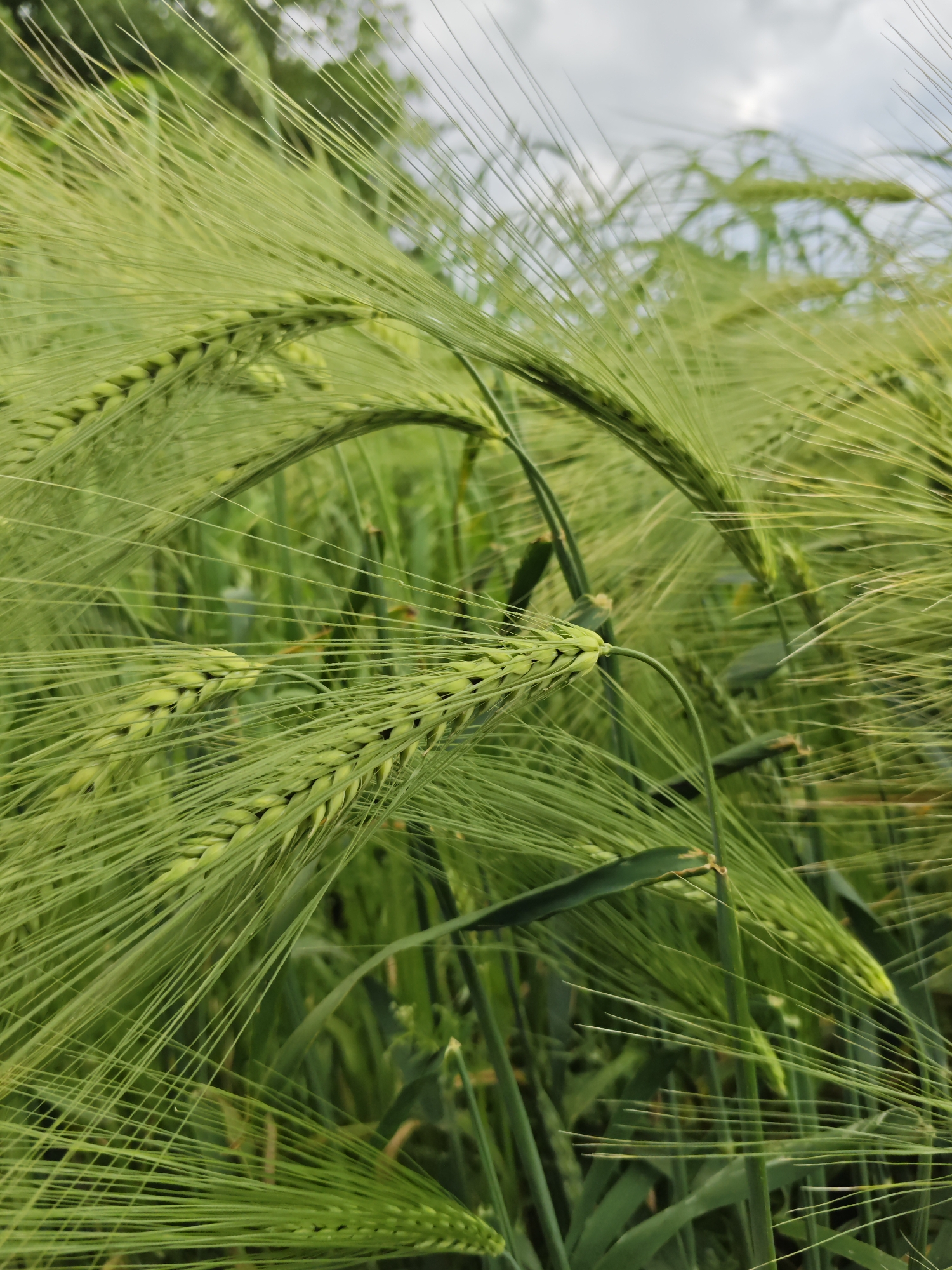 The image shows a close-up view of green barley stalks in a field. The barley is young and immature, with long, wispy awns that give the heads a feathery appearance. The stalks are lush and vibrant green, suggesting a healthy crop. The background is blurred, but appears to be more barley and possibly some trees in the distance. The sky is overcast with soft, diffused light. This scene is consistent with an agricultural area and could be located in Yutsa, Russia, a region known for its farming.