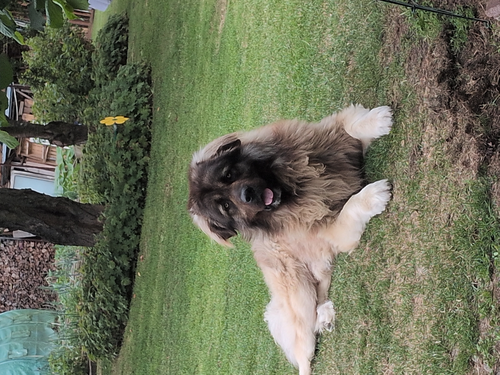 A fluffy, large brown and tan dog is lying on the grass in a yard in Rastenberg, Germany. The dog is facing forward, with its tongue slightly out and its mouth open. Its fur is long and shaggy, particularly around its neck and chest. The dog's front legs are extended, and its hind legs are tucked underneath its body. The background of the image shows a green lawn, some bushes, and a tree. In the far background, there is a structure that appears to be a greenhouse or a shed, and a pile of wood. The scene suggests a casual outdoor setting.