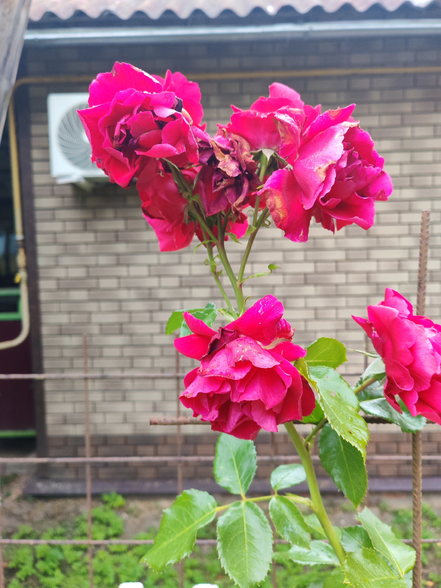 The image shows a cluster of vibrant pink roses with some wilting petals against a brick wall in Тешевичи, Russia. An outdoor air conditioning unit is mounted on the wall behind the roses. A rusty metal fence is visible in the foreground. The overall setting appears to be a residential backyard or garden.