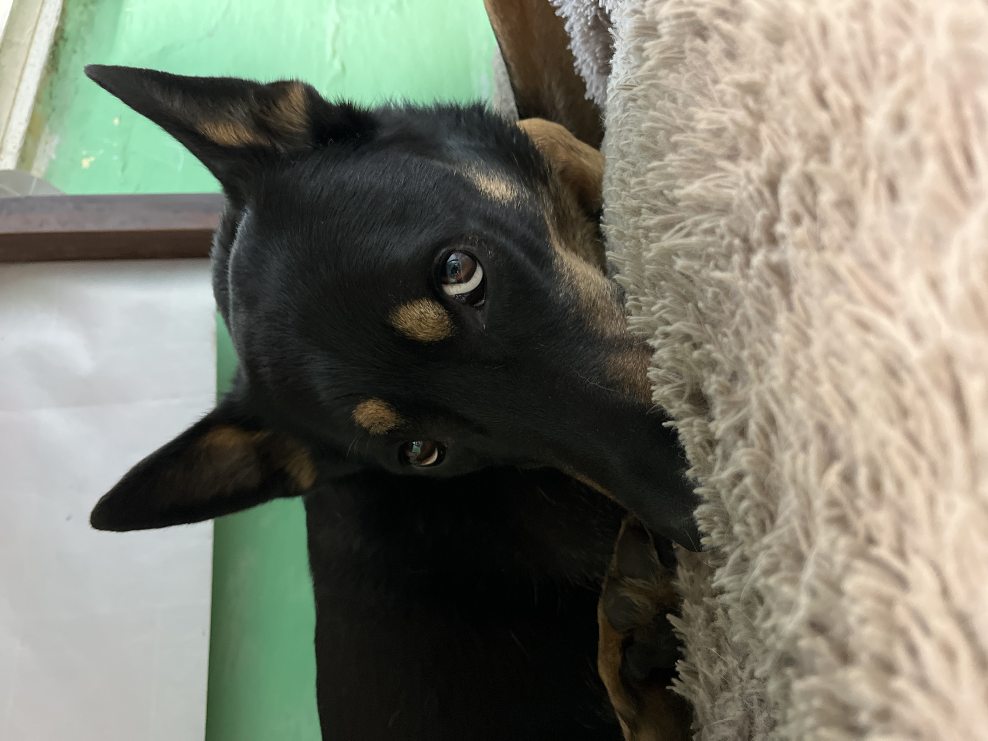 A black and tan dog is looking into the camera. The dog is positioned near a light gray, fuzzy blanket. The wall is green with a wood accent. The dog has two erect, pointed ears. The location is unknown.