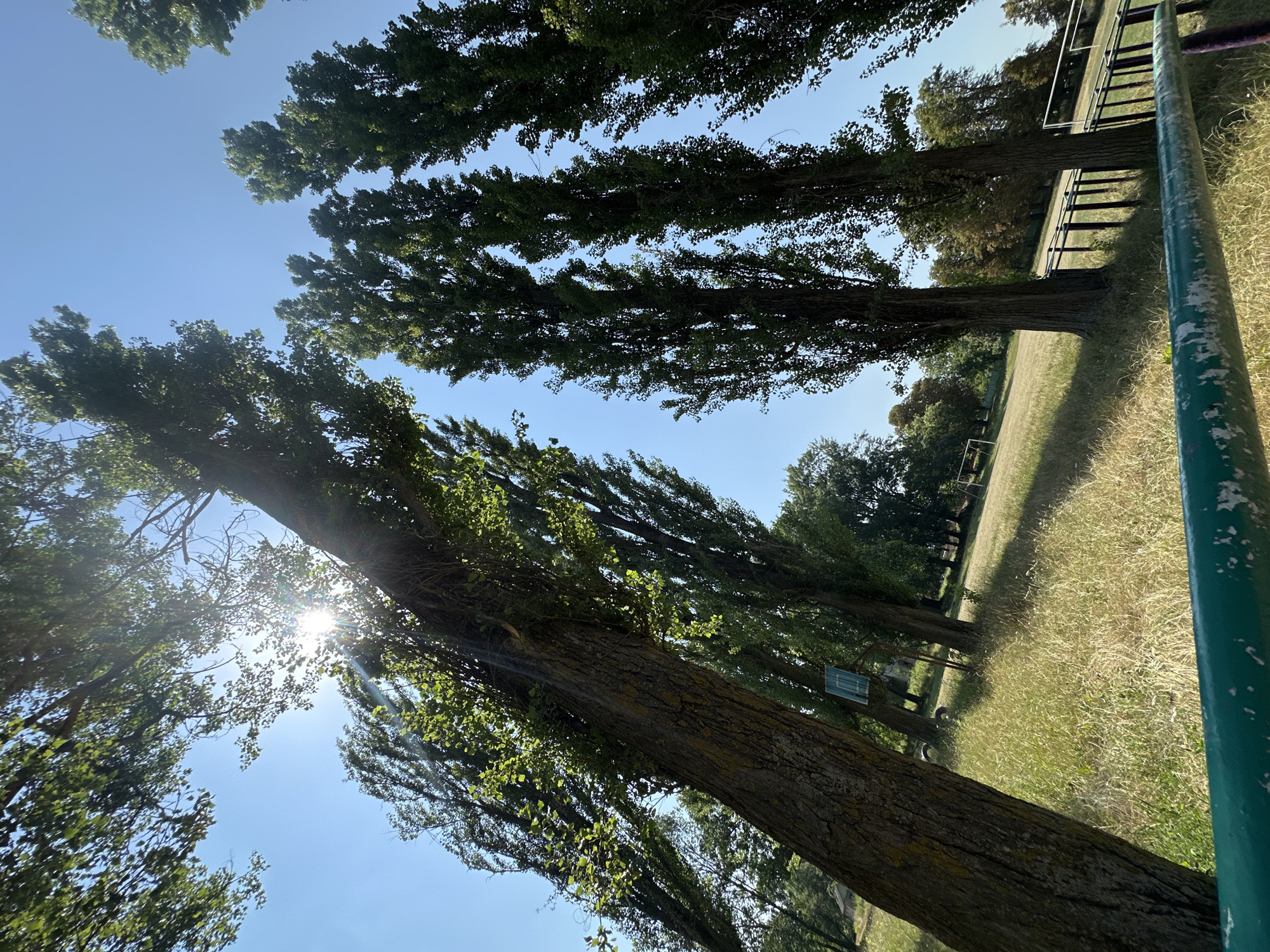 The image captures a sun-drenched scene in the city of Makiv, Ukraine, likely on a sports field or a park with open grassy areas. Tall, slender trees with dense green foliage dominate the frame, leaning at various angles and creating a canopy that filters the bright sunlight. The sun itself is visible, peeking through the leaves and branches, casting lens flare and highlighting the sky, which is a clear, vibrant blue.
The ground is covered in dry, yellowed grass, indicative of a warm season. In the background, hints of a sports field are visible, with white goalposts on a green expanse, suggesting the location is a functional sports area. A low, dark-colored railing with visible wear and tear runs across the foreground, partially obscuring the view of the field and grass. In the middle ground, a weathered, possibly blue and white, rectangular object stands mounted on a post, its purpose unclear. The overall impression is one of a tranquil, outdoor setting bathed in the strong light of a summer day.