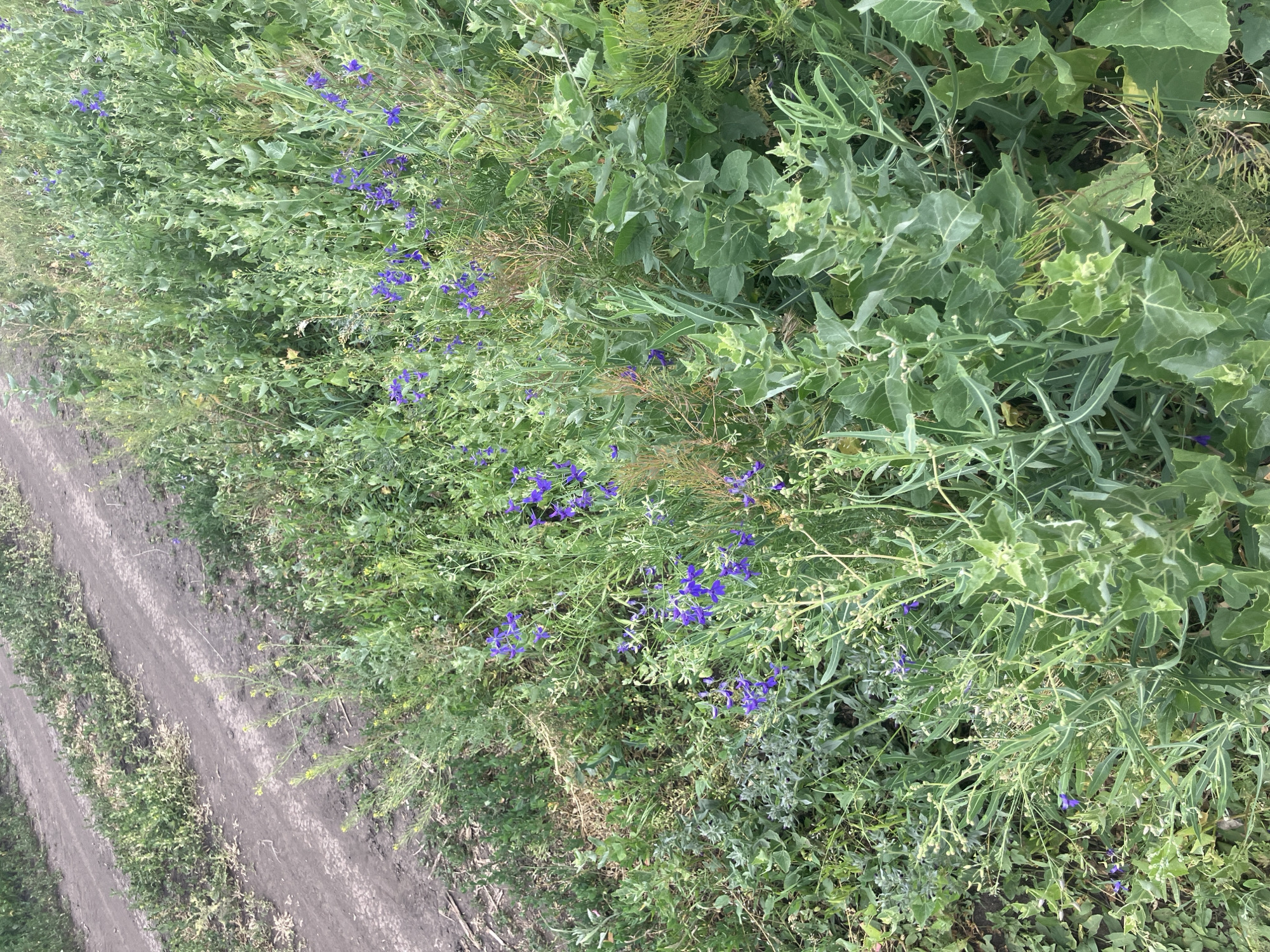 The image depicts a close-up, high-angle view of a rural area with a dirt road running diagonally from the upper left to the center of the frame. The road is flanked by dense green vegetation and wildflowers, primarily small purple blossoms, scattered throughout. The plants are varied in texture and form, with some having broad, serrated leaves and others having feathery, delicate fronds. The ground appears to be dry and dusty, consistent with a dirt road. The overall impression is one of a natural, somewhat wild landscape adjacent to a well-trodden path. There are no people or animals visible in the image. The scene suggests a location outside of a heavily urbanized area, possibly a rural road or path in the outskirts of Berdiansk, Ukraine.