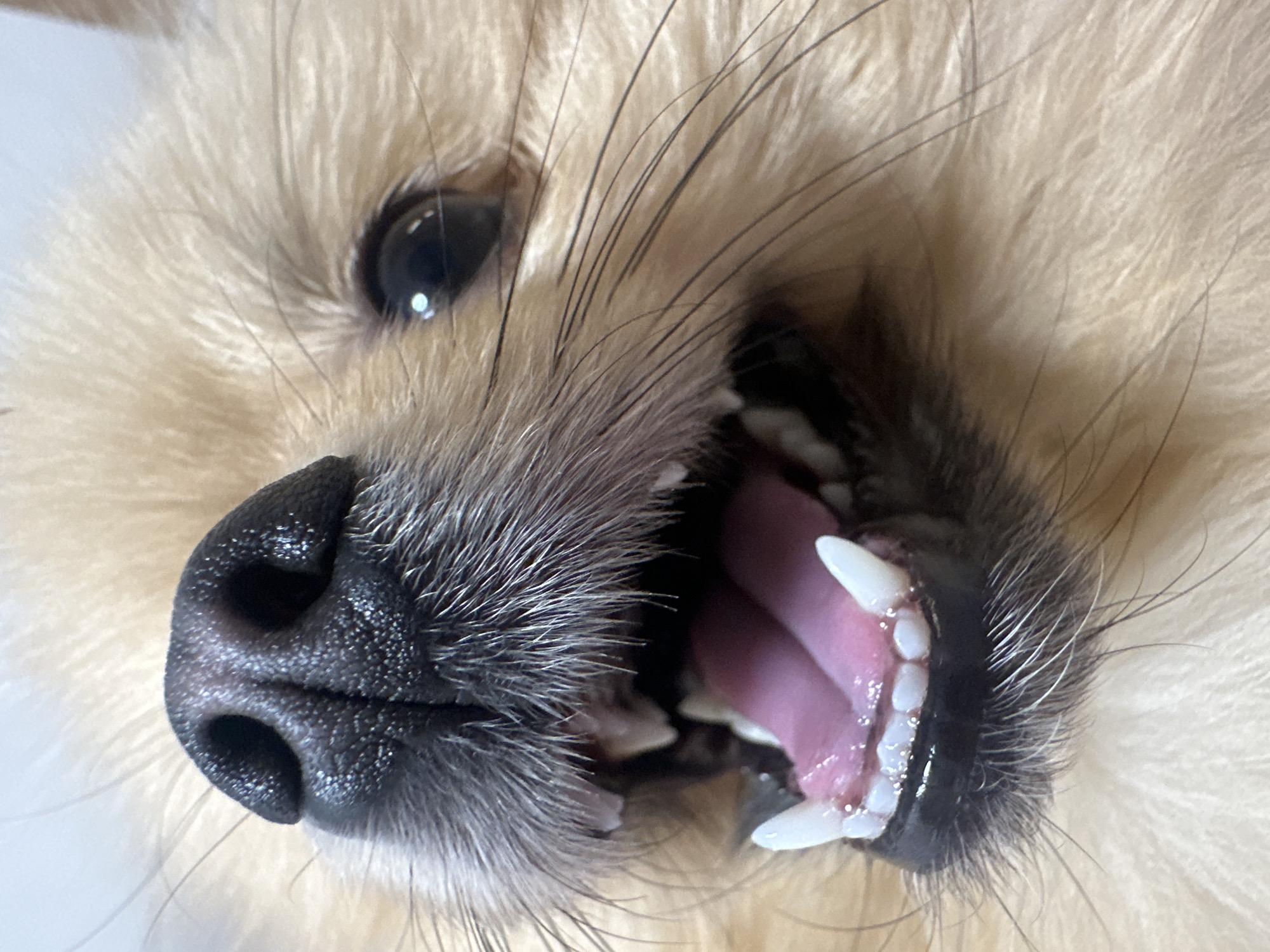 The image is a close-up of a dog's face, specifically its snout, mouth, and one eye. The dog has light brown fur and a black nose with prominent nostrils. Its mouth is open, revealing pink gums, a tongue, and white teeth, including one visibly longer canine tooth. The image's perspective is from below, looking up at the dog's face. The dog's whiskers are prominent and appear dark against the lighter fur. The background is a blurred, indistinct light color. The image does not include information related to the city of Votkinsk, Russia.