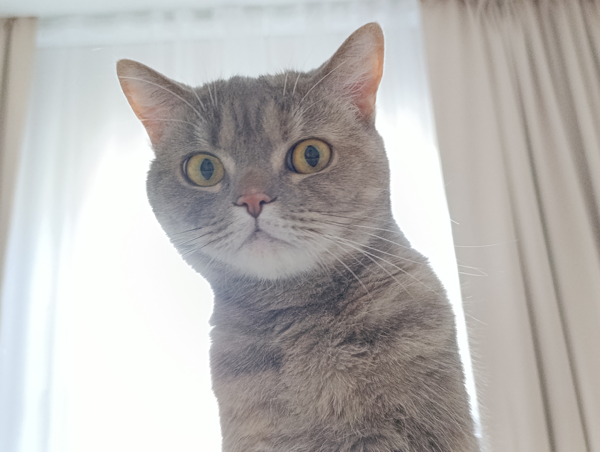A gray tabby cat with yellow eyes stares directly at the camera. The cat's head is slightly tilted to the left. Behind the cat are partially obscured white curtains, and bright sunlight illuminates the scene. There is no information about the location being the city of Chaikovsky, Russia in this image.