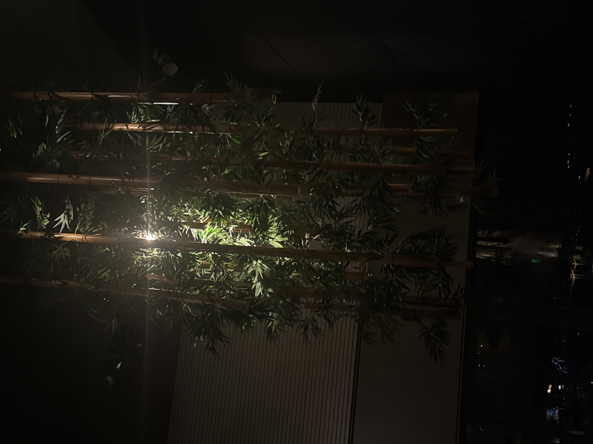In a dimly lit interior space, possibly a restaurant or a lobby, a decorative arrangement of artificial bamboo stalks with green leaves is prominently featured. A bright light source, likely an overhead lamp, illuminates the bamboo from within, creating a strong contrast with the dark surroundings. The bamboo structure hangs vertically, with some of the stalks extending upwards and others downwards. In the background, to the left, there is a horizontal surface with a textured pattern, possibly a wall or a partition. Further left and below, a dark area reveals reflections of city lights, suggesting the presence of windows looking out onto an urban nighttime landscape. The overall atmosphere is moody and perhaps intended to evoke a sense of nature or tranquility within a modern setting. The specific location in Sofia, Bulgaria, cannot be determined from the visual information provided in the image alone.