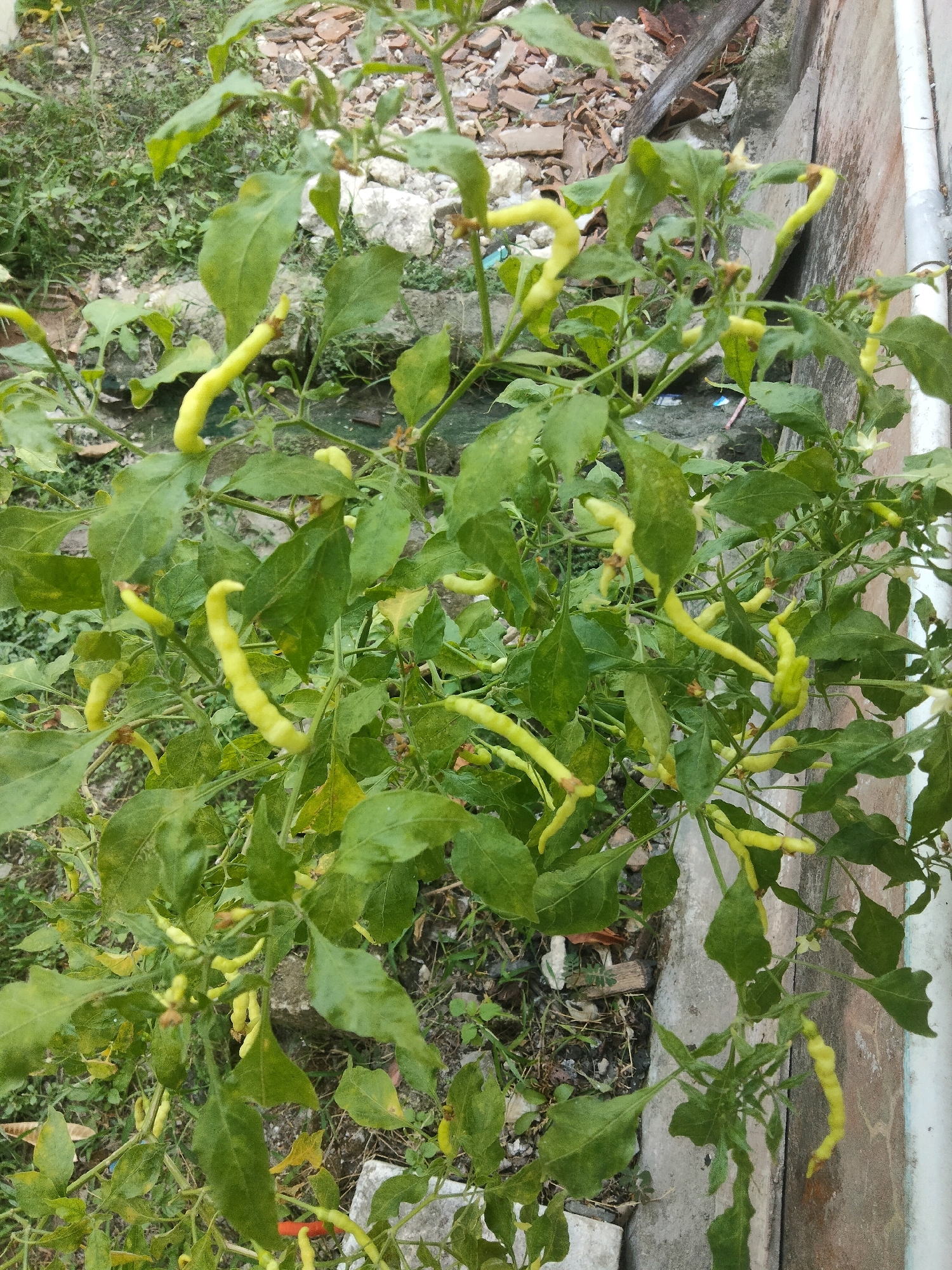 The image depicts a close-up, eye-level, vertical shot of a chili pepper plant laden with developing green chili peppers. The plant is situated outdoors, adjacent to a concrete wall and a drain. The background consists of sparse vegetation, gravel, and some debris, suggesting an unkempt urban or semi-urban environment, possibly in the city of Merakurak, Indonesia. The chili peppers are elongated and curved, with a light green to pale yellow hue. They are growing in clusters among the plant's dark green leaves. The plant appears healthy, with no visible signs of disease or pests. The lighting suggests it is daytime, with diffused light, possibly overcast. There are no people or animals visible in the frame. The focus is sharp on the chili peppers and surrounding foliage.