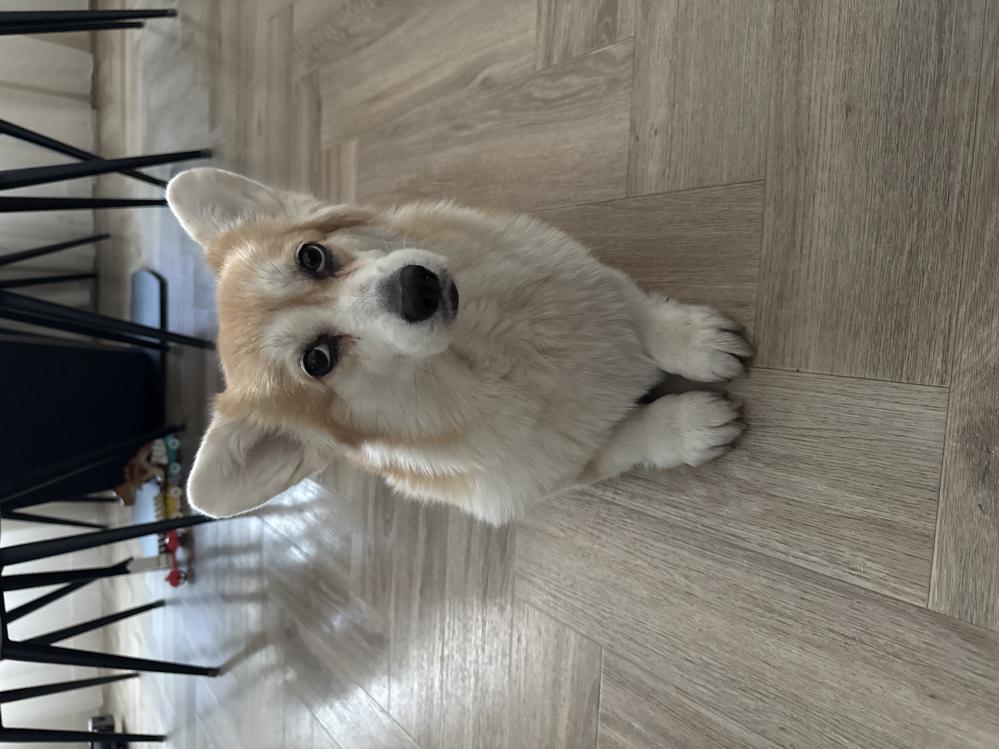 A Corgi dog with tan and white fur is the central subject of this indoor photograph. The dog is positioned on a light-colored wooden floor, looking directly upwards towards the camera with wide, dark eyes and a black nose, conveying an attentive and curious expression. Its prominent ears are perked up. The dog's body is low to the ground, with its front paws tucked in.
In the blurred background on the left side of the image, several black, slender chair legs are visible, suggesting furniture in the room. Further back and slightly out of focus, some colorful, indistinct objects, possibly toys or decorative items, can be faintly seen. The setting appears to be a domestic space, likely a living room or dining area in Krasnoyarsk, Russia, illuminated by ambient indoor light. No text is visible in the image.