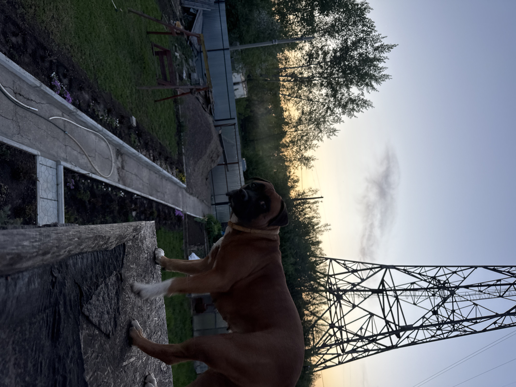 A boxer dog stands on a rough, dark surface, possibly wood, in the city of Chaikovsky, Russia. The dog is brown with white paws and wears a collar. It faces away from the camera, looking to the left. The background includes a yard with grass, flowers, and a fence. A power line tower is visible against a sky that transitions from orange at the horizon to blue above. Trees are silhouetted against the sky. A gray concrete structure is also in the scene. The photo is taken from a low angle, tilting the perspective.
