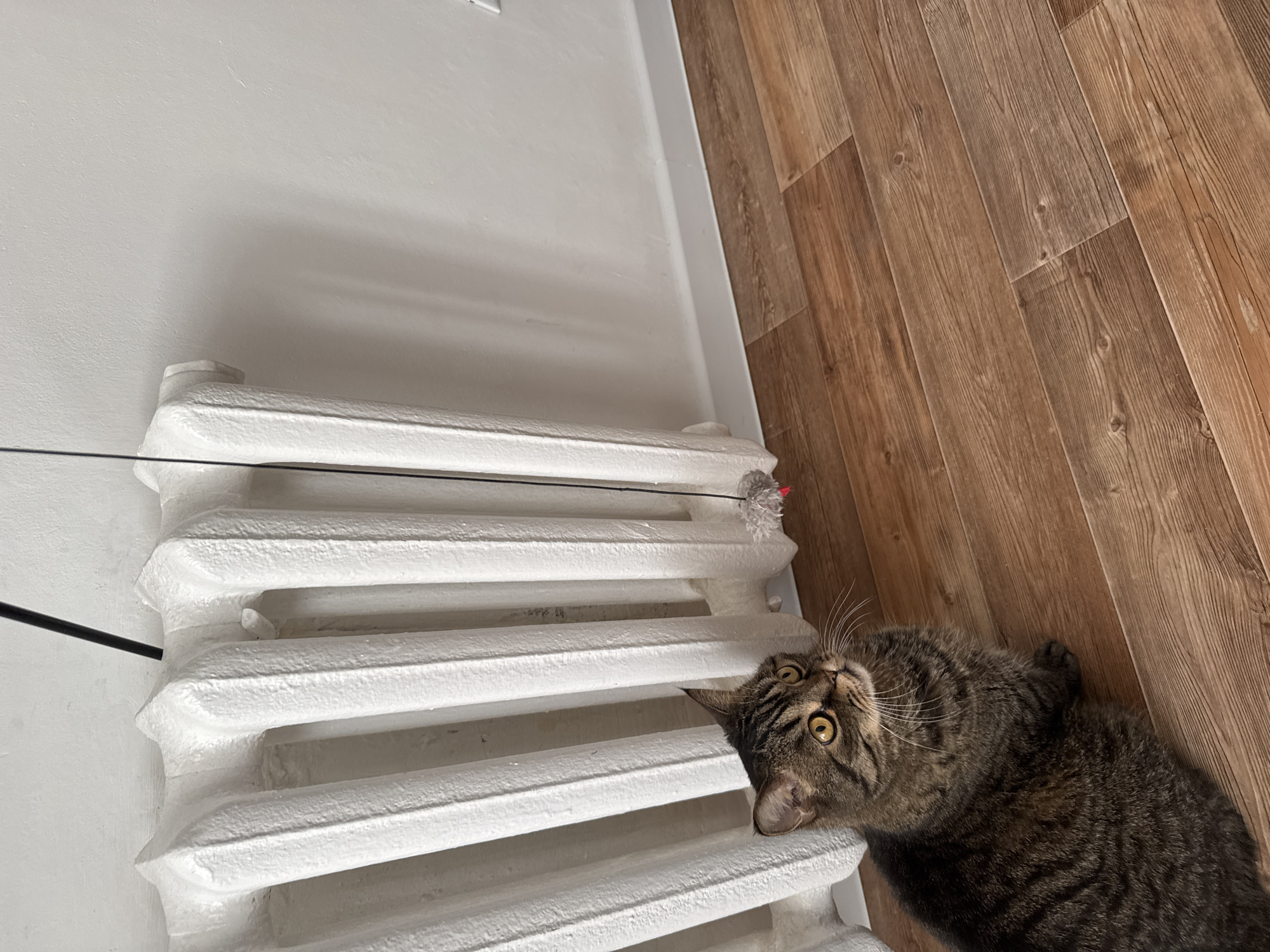 A domestic tabby cat with yellow eyes lies on a light-brown wooden floor next to a white, cast-iron radiator. A black string attached to a gray, fluffy toy rests on the radiator. The scene is indoors, next to a white wall. No people are visible. There is no information to suggest the location of Perm, Russia.