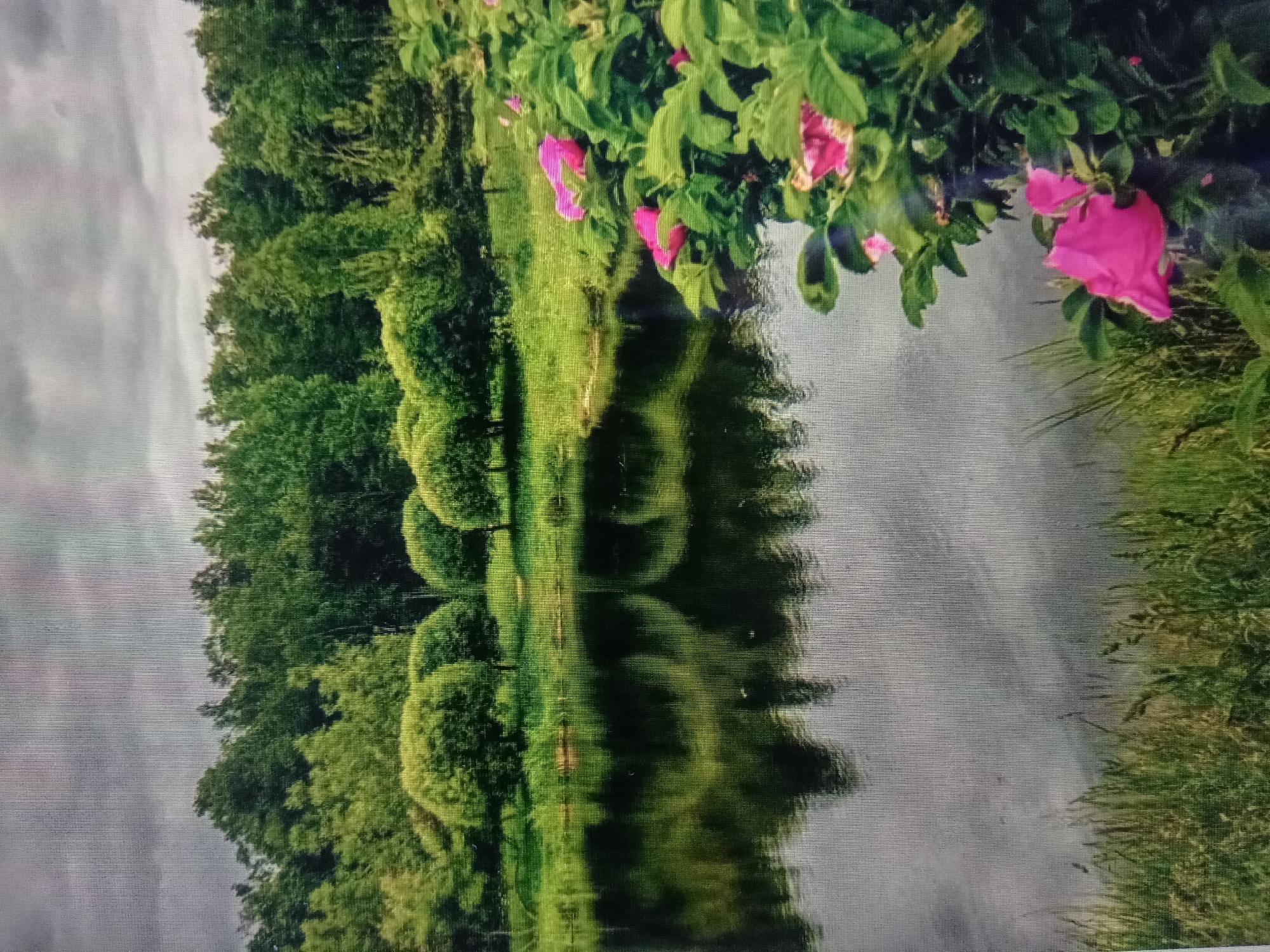 An overcast day with a grey, cloudy sky hangs over a serene natural landscape. In the foreground, a body of dark water reflects the surrounding trees and sky. On the right side of the frame, vibrant pink flowers with green leaves bloom, partially obscuring the view of the water. Beyond the water, a grassy bank leads to a line of lush green trees. The trees are dense and varied, with some appearing rounded and manicured, while others are taller and more wild. The overall scene is peaceful and natural, evoking a sense of tranquility. The location is the city of Qorowul, Uzbekistan.
