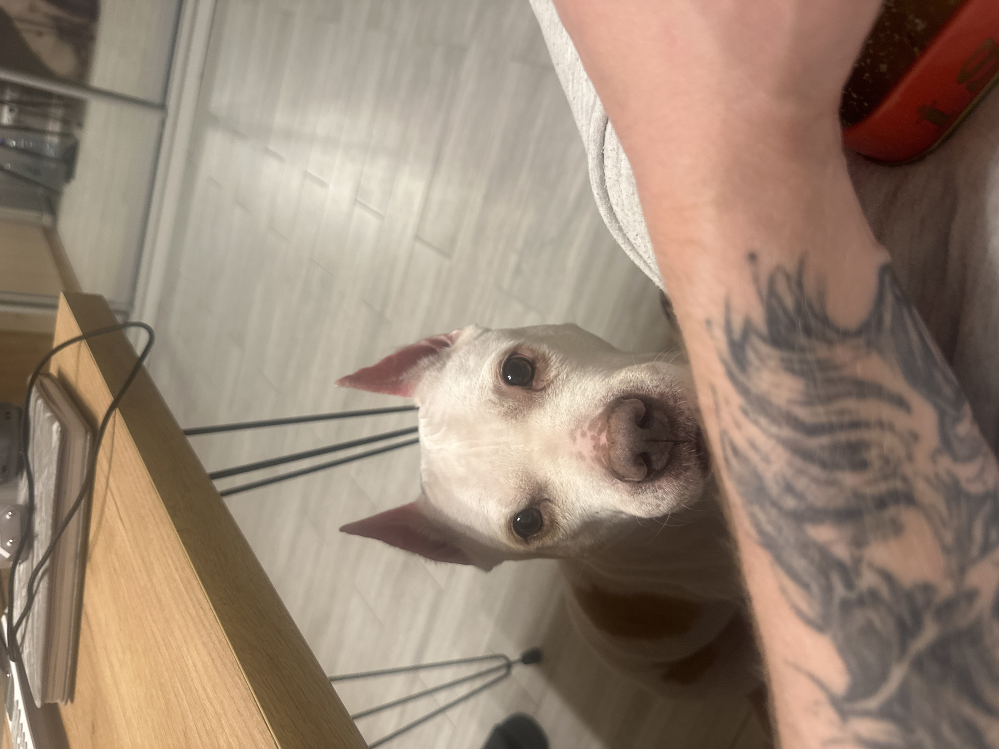 A close-up, high-angle shot depicts a white dog with pink ears and a speckled nose looking upward. The dog is positioned near a person's arm featuring a gray tattoo. A portion of a red bowl is visible at the top right. A wooden table edge and black metal chair legs are seen to the left. The background shows light-colored flooring. The location is not discernible based on the information in the image.