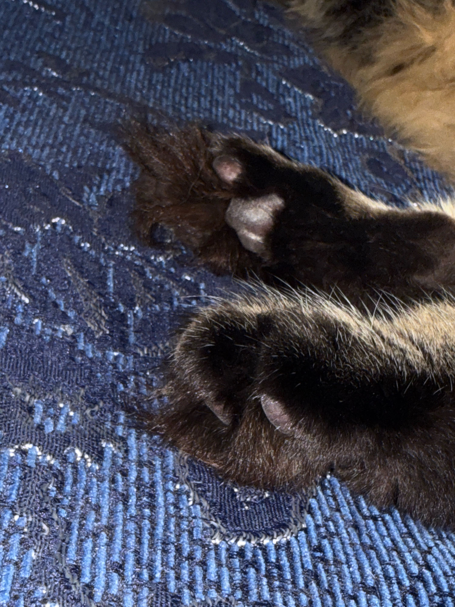 A close-up, overhead shot shows the paws of a domestic cat resting on a textured blue surface, possibly a blanket or rug. The cat's fur is predominantly black with some brown and tan highlights visible, particularly around the edges of the paws and in the background. The blue surface has a raised, ribbed texture with subtle glittery or reflective threads woven throughout, creating a shimmering effect. The focus is on the cat's paws, which exhibit soft pads and visible claws. The scene is intimate and domestic, with no indication of the city of Aksay, Kazakhstan.