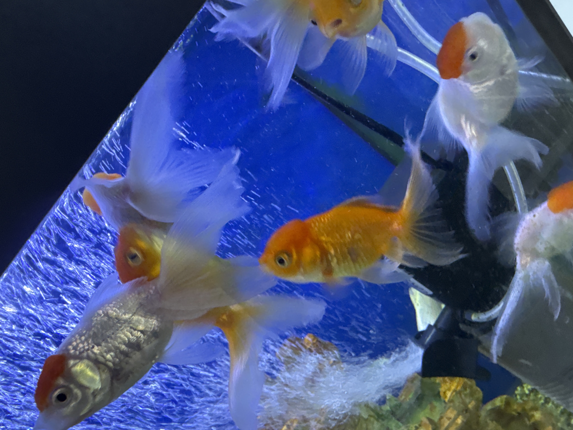This media file features a close-up, underwater view of several goldfish in an aquarium. The scene is dominated by the vibrant blue of the aquarium's background and the varied colors of the fish, which include shades of orange, white, and silver.
The goldfish are the primary subjects, with at least five visible. One prominent fish is a bright orange, swimming towards the right side of the frame. Another fish, mostly white with a distinctive orange marking on its head, is positioned in the upper right quadrant, facing left. To the left of the orange fish, a large, mostly white fish with flowing fins is visible. In the lower left, a silver and orange fish with a textured scale pattern is swimming upwards. A smaller, predominantly orange fish is partially obscured behind another white fish.
The setting is clearly an aquarium, indicated by the clear water, the blue background, and what appear to be some aquarium decorations or equipment in the lower right, including what looks like a black filter or pump assembly and some rocks. Bubbles are visible throughout the water, suggesting aeration. The lighting appears to be artificial, typical of an indoor aquarium setup.
No people are visible, and no specific time of day or weather conditions can be inferred. The location context provided is Shofirkon, Uzbekistan, but this cannot be visually confirmed from the image itself. There is no visible text in the media file. The activity is simply the fish swimming within their aquatic environment.