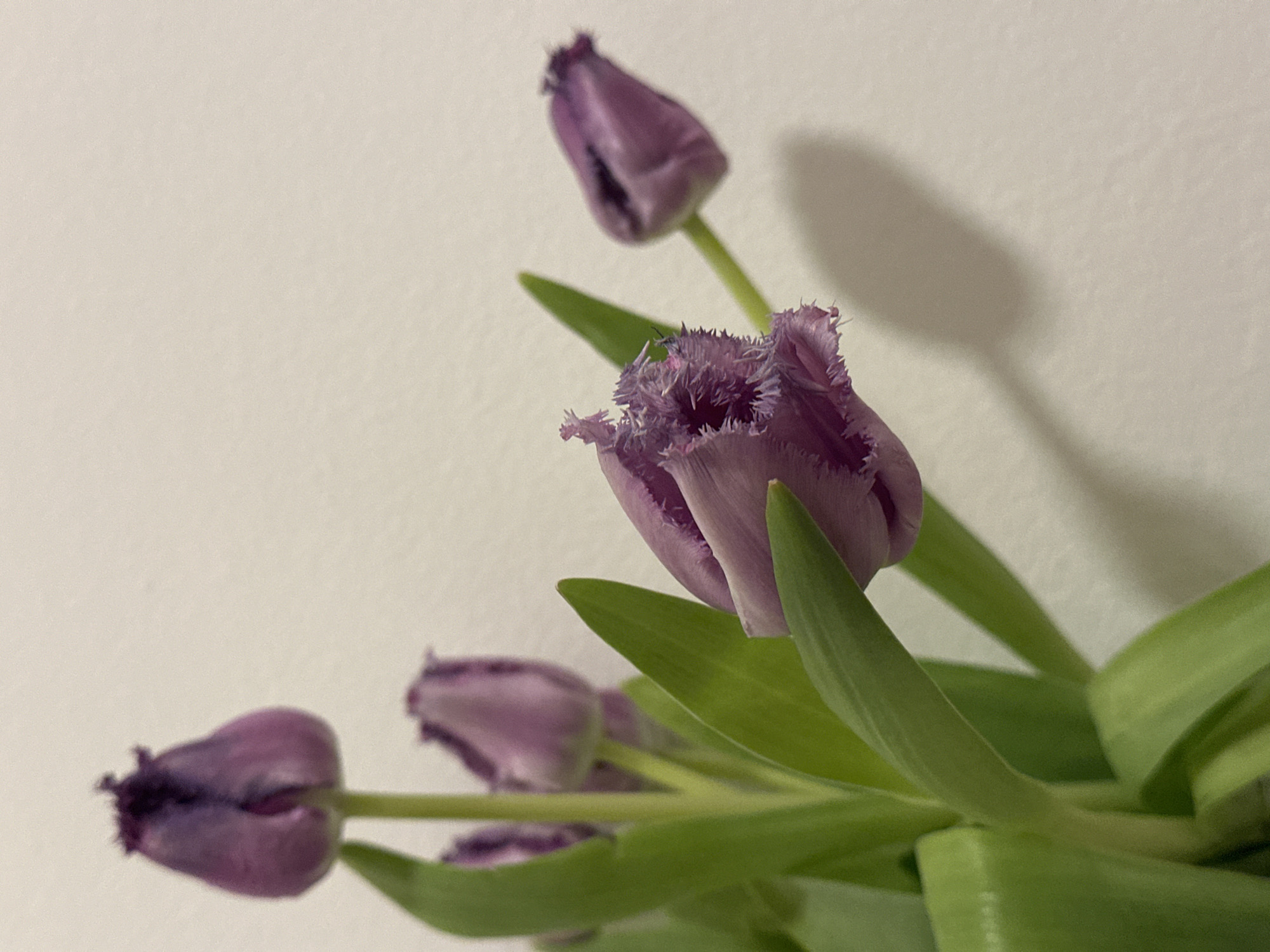 The image features a close-up view of a bouquet of purple tulips against a pale background. The tulips are in various stages of bloom, with some buds still closed and others more open, displaying their fringed edges. The green stems and leaves of the tulips are also visible. The overall scene is softly lit, and no people are present. The location of the image is unknown.