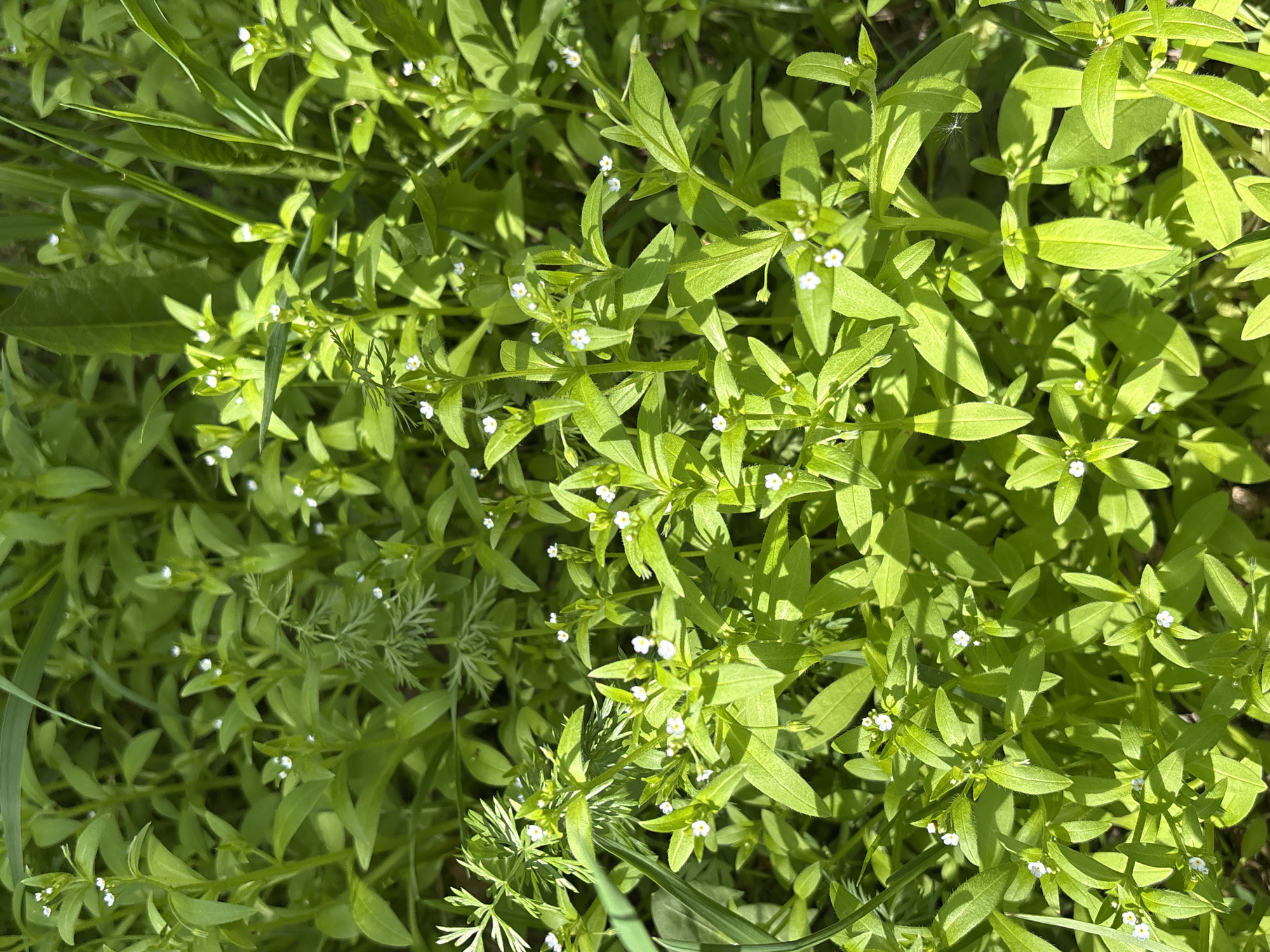 The image shows a patch of green vegetation, likely ground cover, with small white flowers interspersed throughout. There are various types of plants visible, including some with broader, more elongated leaves and others with finer, feathery foliage. The scene is outdoors and appears to be bathed in bright sunlight. The location is unknown, but I can say that this is not an image of Krasnoyarsk, Russia.