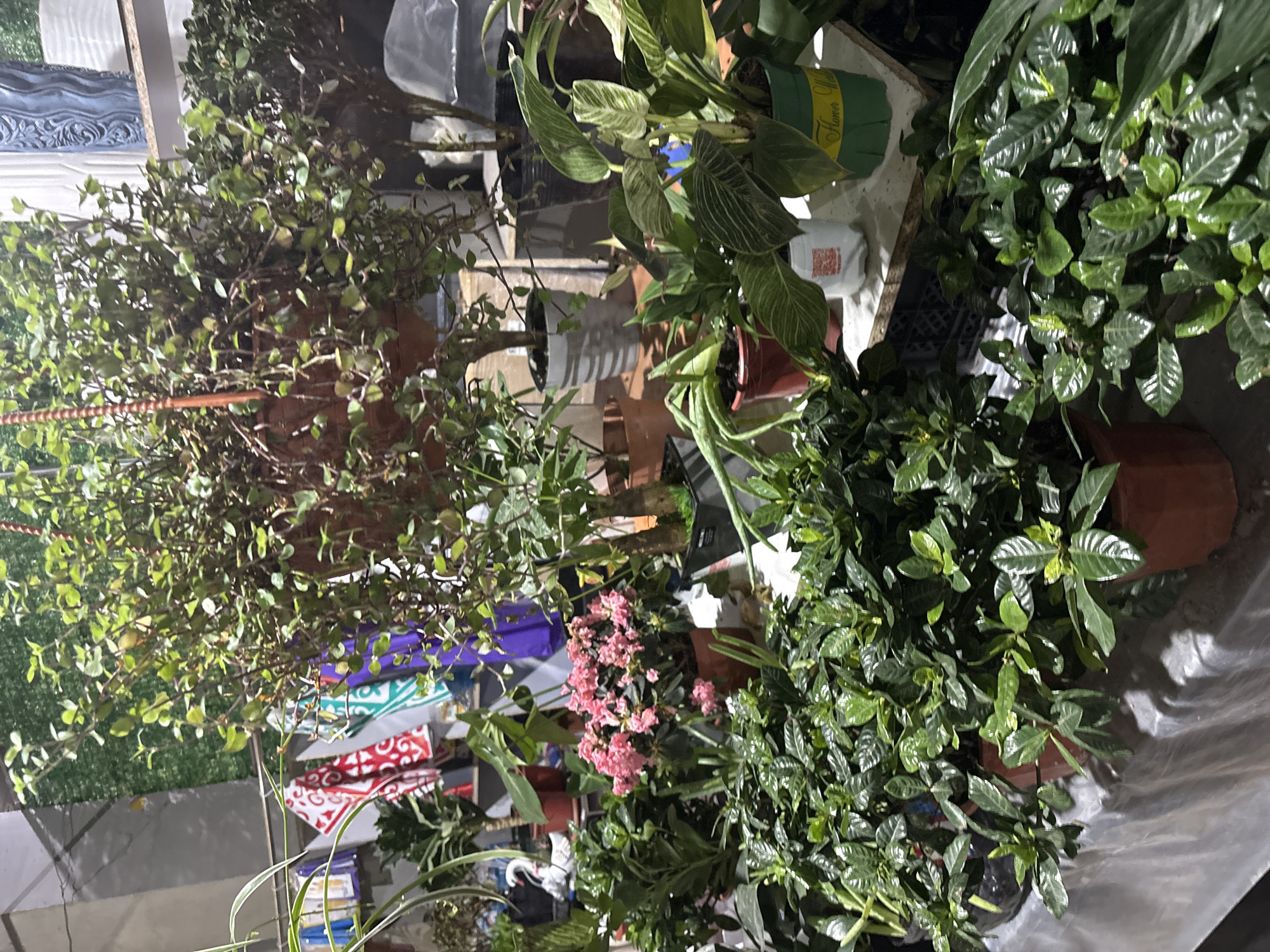 The image depicts a vibrant collection of potted plants displayed on a table covered with a translucent plastic sheet. In the foreground, several lush green plants with glossy leaves are arranged. Behind them, a cluster of delicate pink flowers stands out. Further back, more plants of varying sizes and species are visible, some in hanging baskets and others in pots. The background shows a wall with what appears to be decorative fabrics or banners hanging. The overall scene suggests a plant nursery, market stall, or a garden center. The lighting is dim, creating shadows and highlighting the textures of the plants. There are no people visible in the image. The setting does not contain any discernible landmarks or clues that would indicate the city of Astana, Kazakhstan.