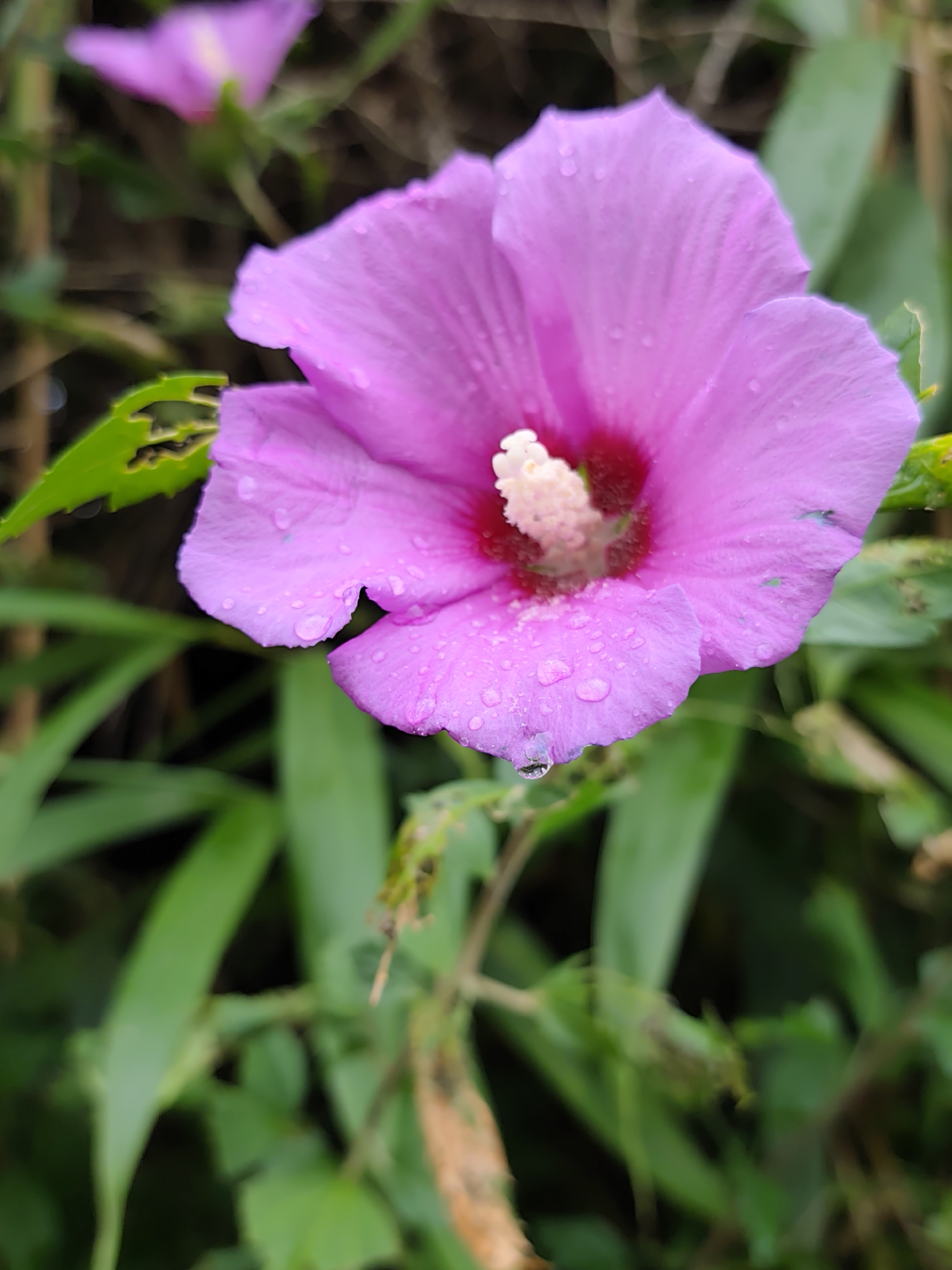 The image shows a close-up of a pink hibiscus flower with dew drops on its petals. The flower is in focus, while the background is blurred, showing green foliage and hints of another pink flower. There are no people or discernible structures visible in the image. The context of Oryol-Izumrud, Russia, is not visually represented in the photograph.
