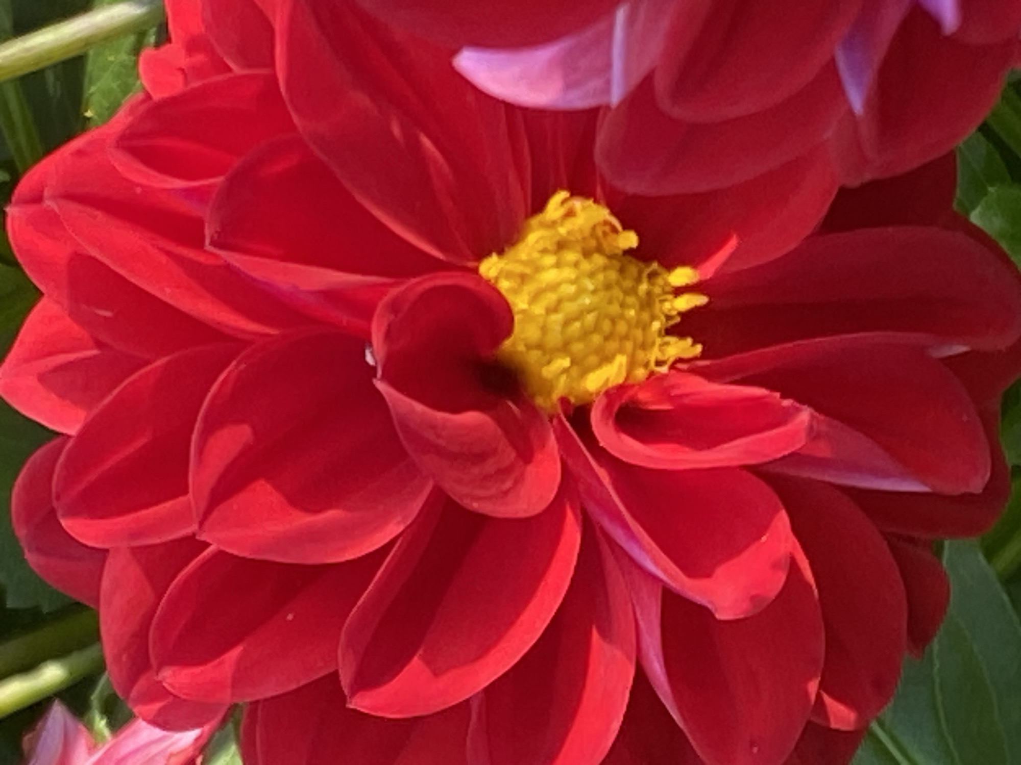 This is a close-up, high-angle, portrait shot of a vibrant red dahlia flower. The flower's petals are tightly arranged, with a bright yellow center. The lighting highlights the texture of the petals, creating shadows that add depth. The background is softly blurred, featuring green foliage and hints of other flowers, including a pale pink bloom to the right. The image lacks any elements that would allow for the determination of its location in Novokuznetsk, Russia, or any other specific geographical setting. There are no people, actions, or interactions depicted.