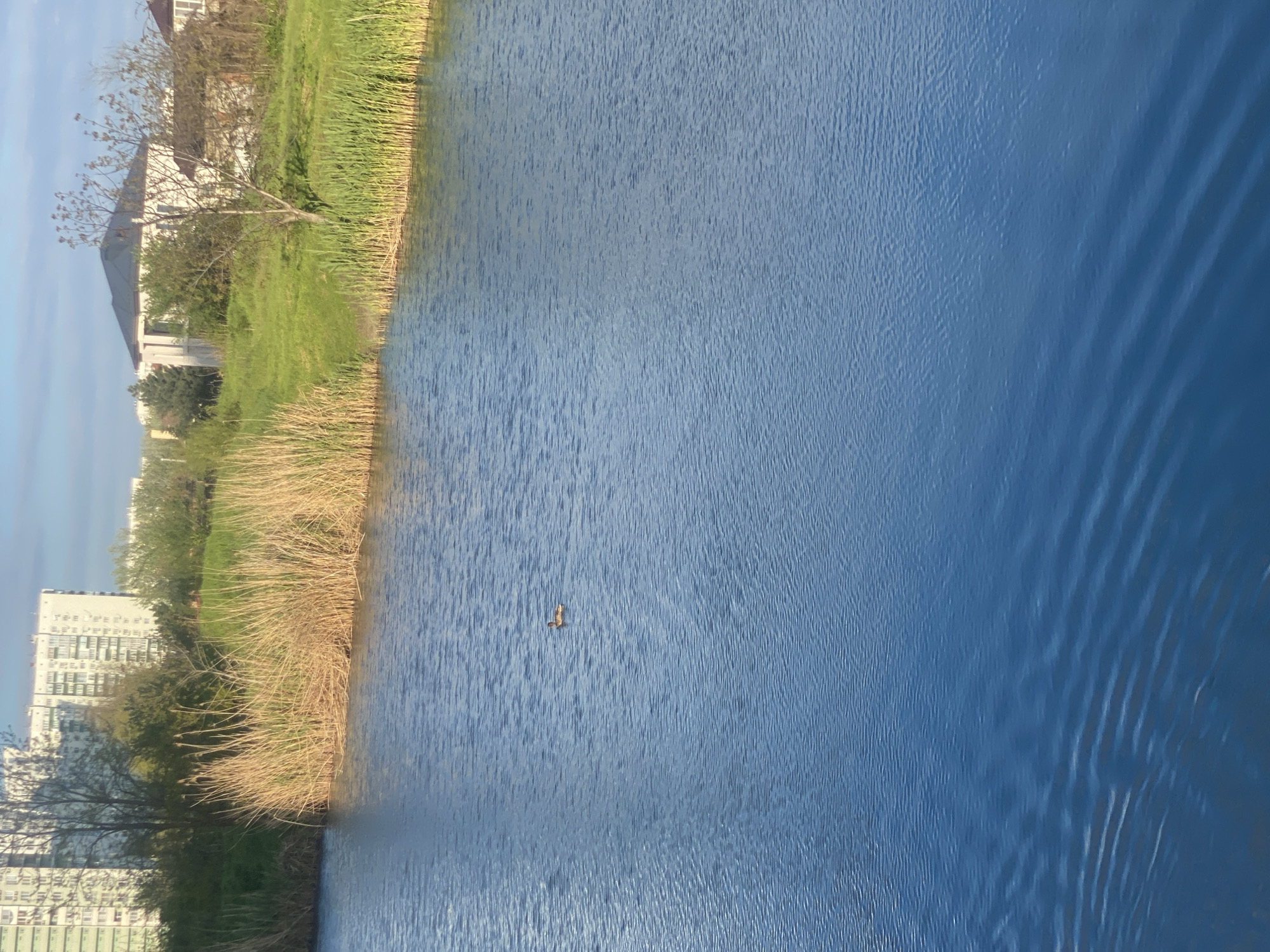 The image captures a body of water, potentially a lake or wide river, with a bird swimming on its surface. The water is blue with noticeable ripples, and the reflection of the sky suggests a clear day. The shoreline is lined with tall, golden reeds and green grass, leading to sparse trees and buildings. A multi-story building is visible in the background to the left and a house is visible to the top left. The specific location is unknown.