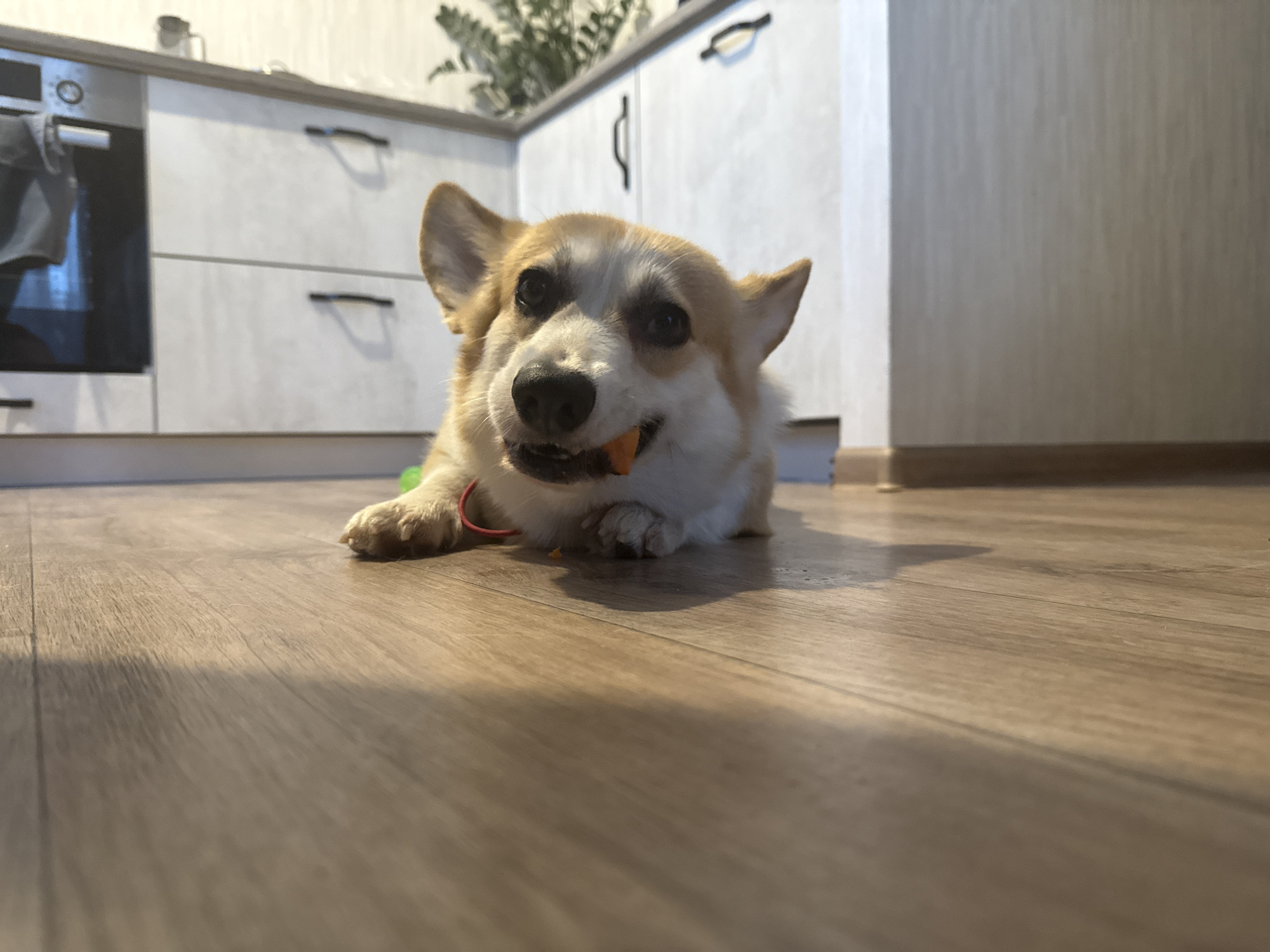 A medium shot captures a Welsh Corgi lying on a wooden floor, its face close to the camera. The dog has a piece of orange food, possibly a carrot, in its mouth. The background shows a modern kitchen with white cabinets and a stove. The lighting is natural, casting shadows across the floor. There are no people visible in the image. The scene appears to be indoors, within a residential kitchen.