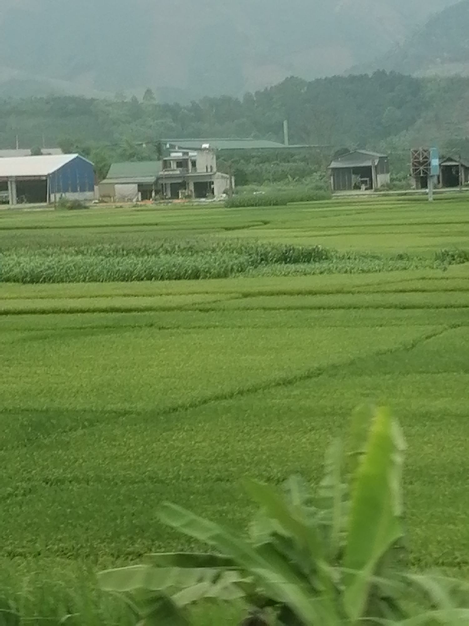 The image shows a rural landscape in Dong Cuong, Vietnam. The foreground is dominated by lush green rice paddies. In the midground, several buildings are visible, including a blue-roofed structure, a house under construction, and smaller sheds. A forest-covered hill or mountain range forms the backdrop. The weather appears overcast or hazy. A few tall structures, possibly towers, are situated among the buildings. In the bottom right, a green plant with blurred leaves is visible.