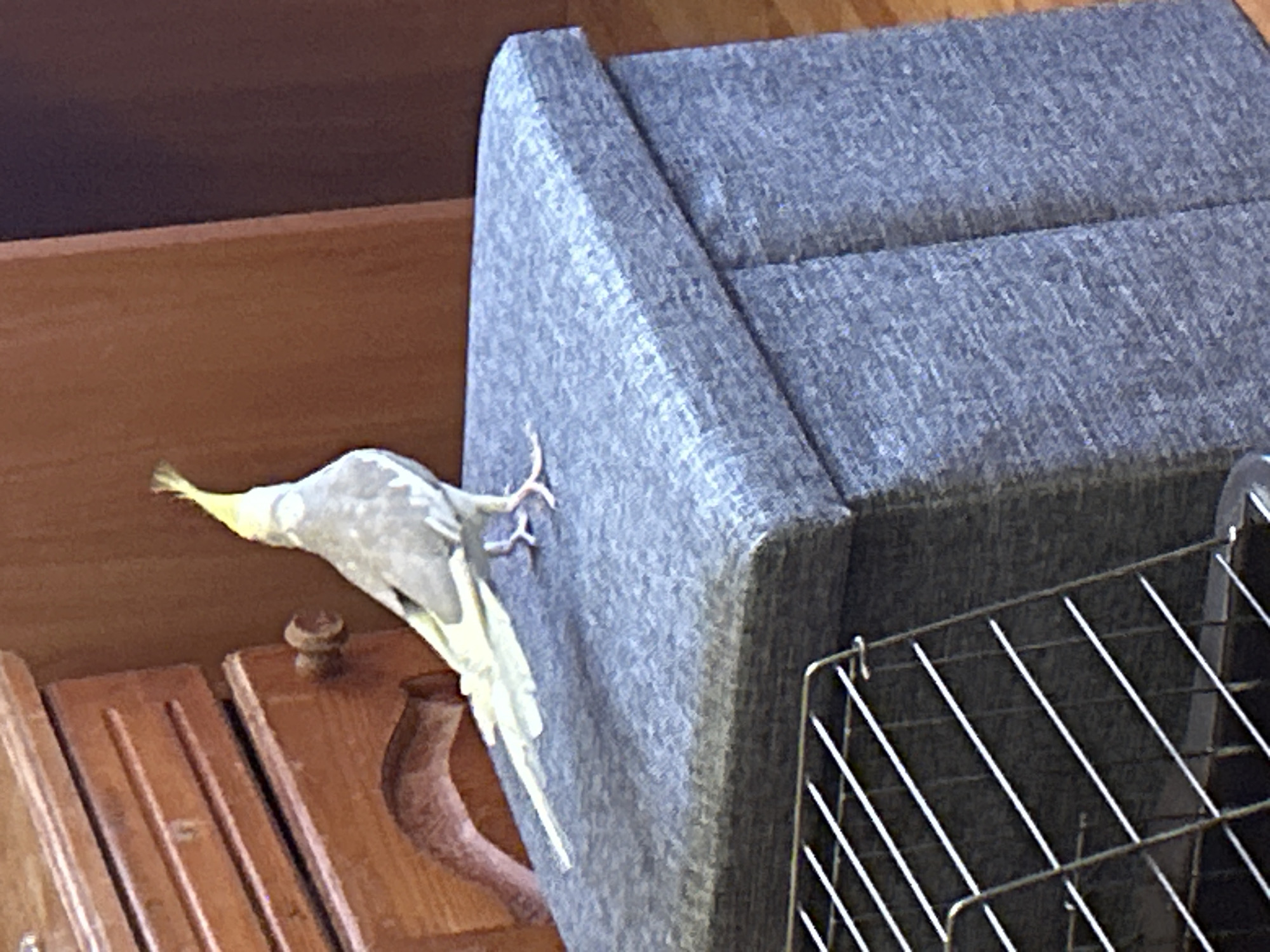 An indoor scene features a grey and yellow cockatiel clinging to the side of a grey upholstered furniture piece. The bird, with its yellow crest prominent, is positioned diagonally, facing towards the left, with its feet firmly gripping the textured fabric. Its body is primarily light grey with white and yellow feathers visible underneath its tail.
The upholstered item appears to be the armrest of a sofa or a small ottoman, characterized by its textured grey fabric and a visible seam running across its top surface. To the left and beneath the bird, a section of warm-toned wooden furniture is visible, possibly part of a cabinet or shelving unit, with faint vertical lines and a small, knob-like object on its surface. In the bottom right corner, a portion of a metal cage or wire rack is present, showing thin white bars forming a grid pattern.
The lighting suggests an indoor setting, likely a home, with soft ambient light illuminating the subjects. There is no visible text. The bird's posture indicates it is actively climbing or exploring the furniture. The overall scene conveys a domestic environment in Sofia, Bulgaria.
