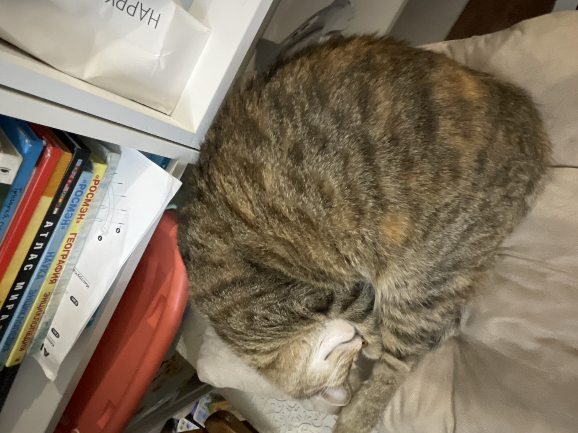 An eye-level shot captures a tabby cat curled up asleep on a light-colored cushion. The cat, with fur a mix of brown, black, and orange, is positioned in the center of the frame. Behind the cat, a white shelf unit holds a stack of books, their spines facing outward and displaying Russian titles. To the right of the shelf, a white paper bag with black lettering that reads "HAPPY" is visible. The background is somewhat blurred, with a hint of a red object on the left side. No specific location in Almaty, Kazakhstan, is discernible from the image.