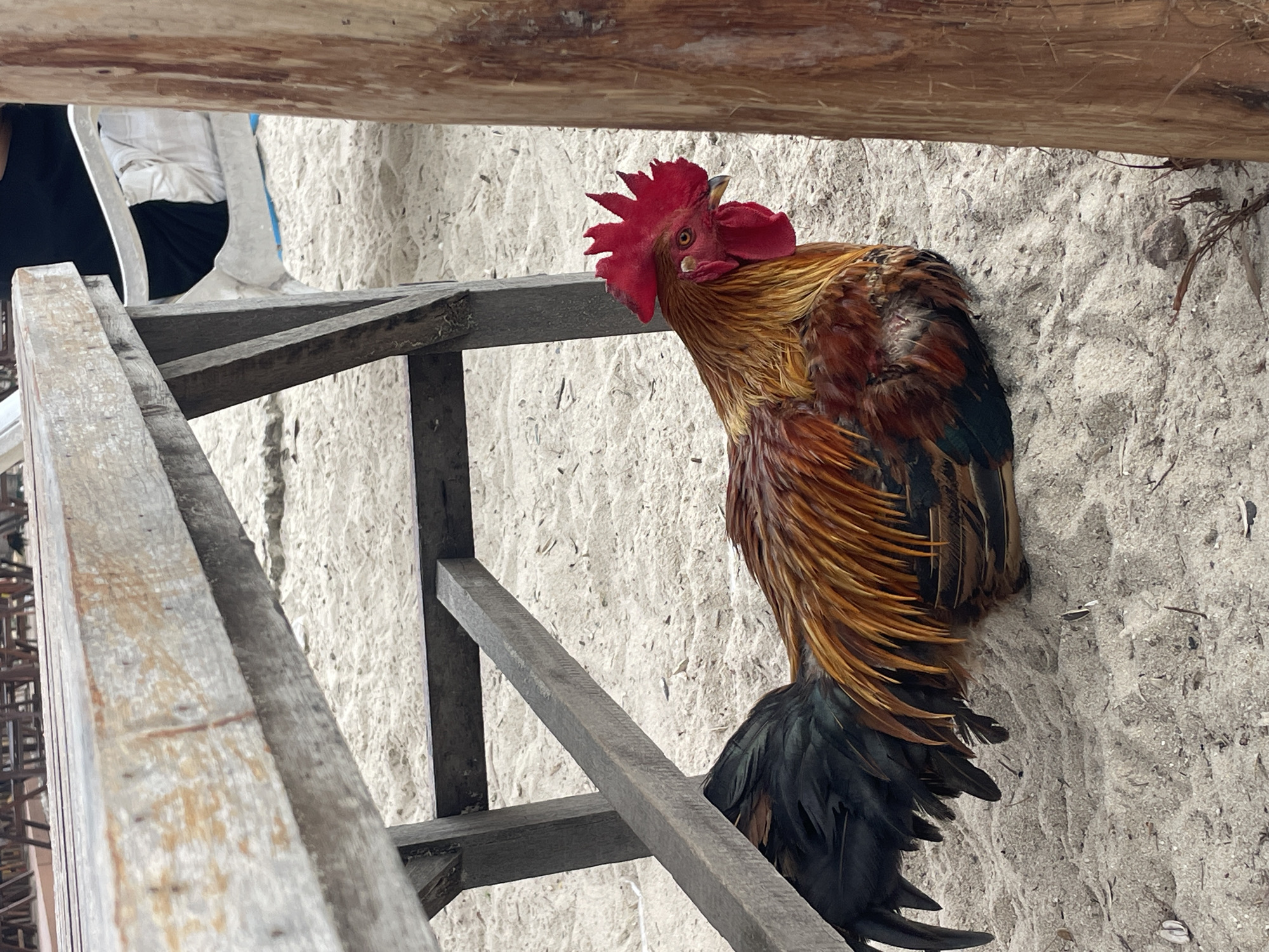 The image captures a rooster in Choeng Thale, Thailand. The rooster, with vibrant red comb and wattle, and iridescent feathers colored brown, gold, and black, stands near a rustic, wooden structure. The background consists of a light-colored, textured surface that resembles sand. Other person is present in the image wearing what appears to be black and white clothing.