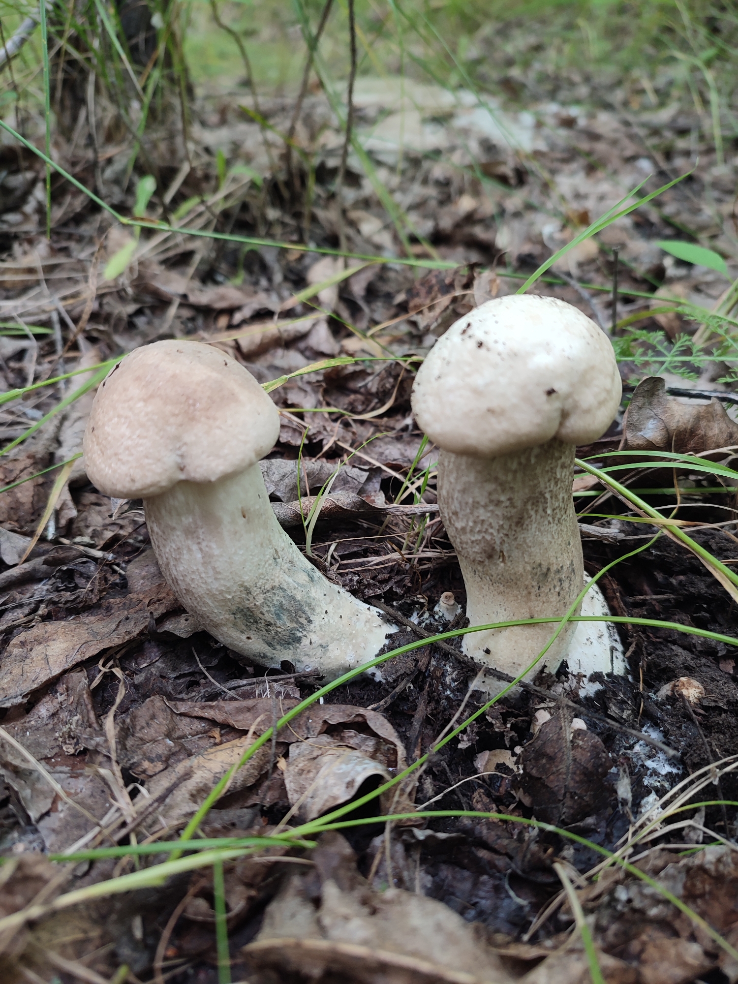 The image shows a close-up of two light-colored mushrooms growing in a forest floor. The mushrooms have round caps and thick stems. One mushroom on the left is leaning to the left, while the mushroom on the right is upright. Both mushrooms are surrounded by dry leaves and green grass. The ground appears to be dark soil. The lighting suggests it could be daytime, possibly overcast or in a shaded area of the forest. The background is blurred, indicating a shallow depth of field, which focuses attention on the mushrooms. There is no visible text in the image.