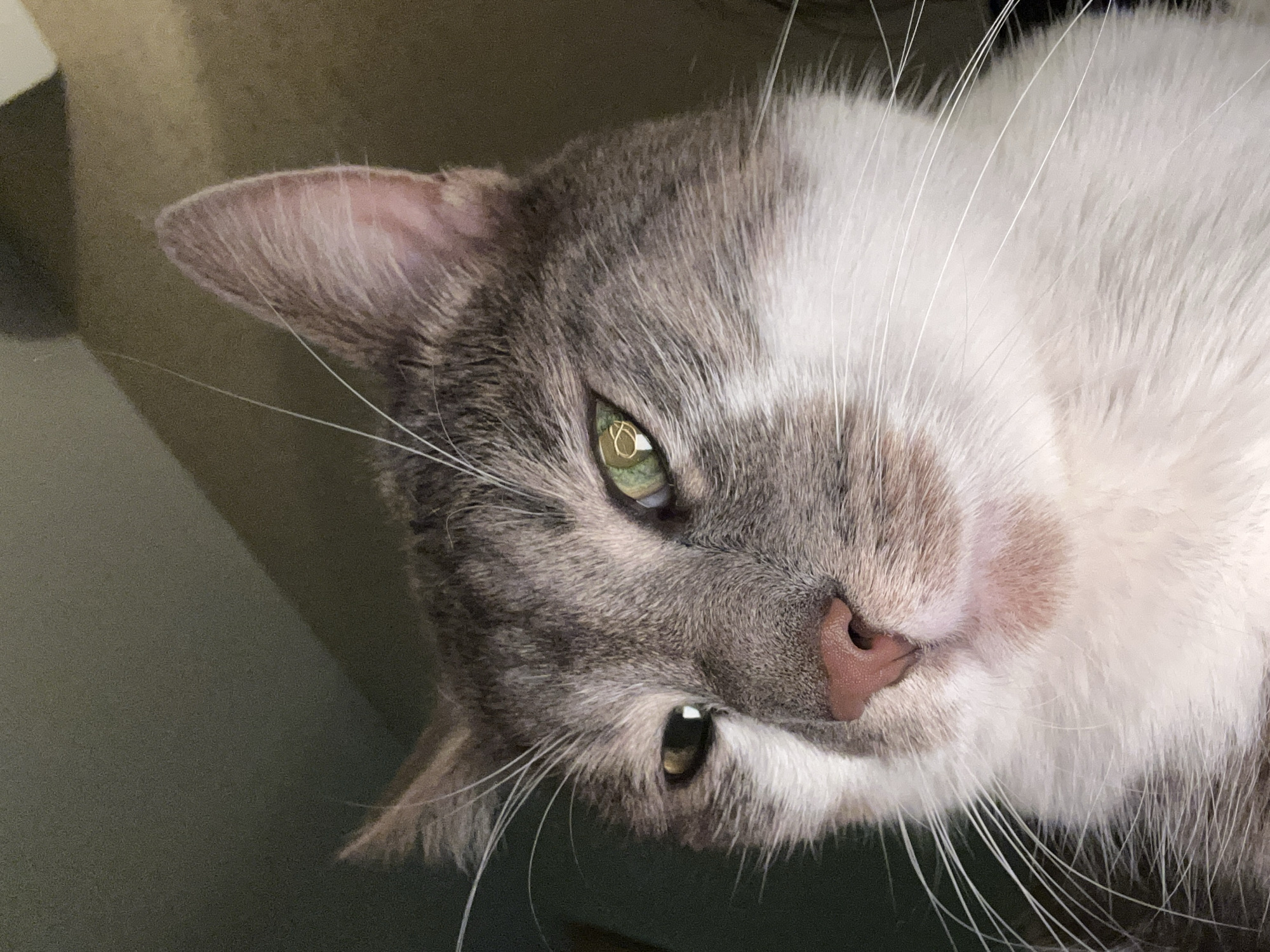 This is a close-up, low-angle photograph of a grey and white cat's face, looking slightly upwards and to the left. The cat has green eyes, with the right eye reflecting an indistinct shape. Its nose is pink, and its whiskers are long and white. The background is dimly lit and appears to be an indoor setting, with a dark, textured wall and a hint of a ceiling angled above. There are no people or any other identifiable objects in the image. The image does not provide any information about the location in Sofia, Bulgaria.