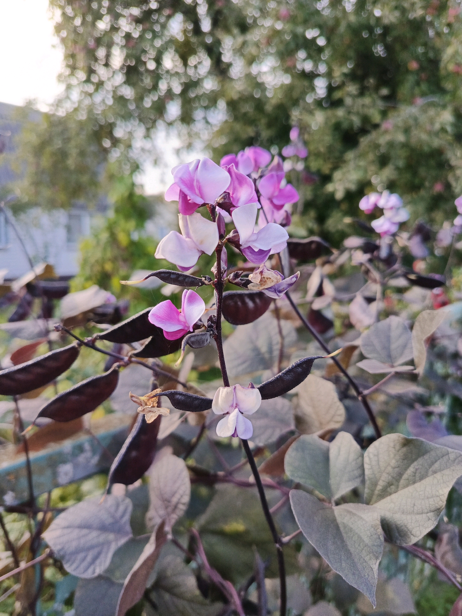 In the foreground, a plant with dark stems, heart-shaped leaves, and purple and white flowers is in focus. Long, dark seed pods are visible among the leaves and flowers. In the background, out-of-focus green foliage and what appears to be a building can be seen. The lighting suggests it is daytime, possibly late afternoon or early morning due to the soft light and bokeh effect in the background. The scene is outdoors in a natural or garden setting.