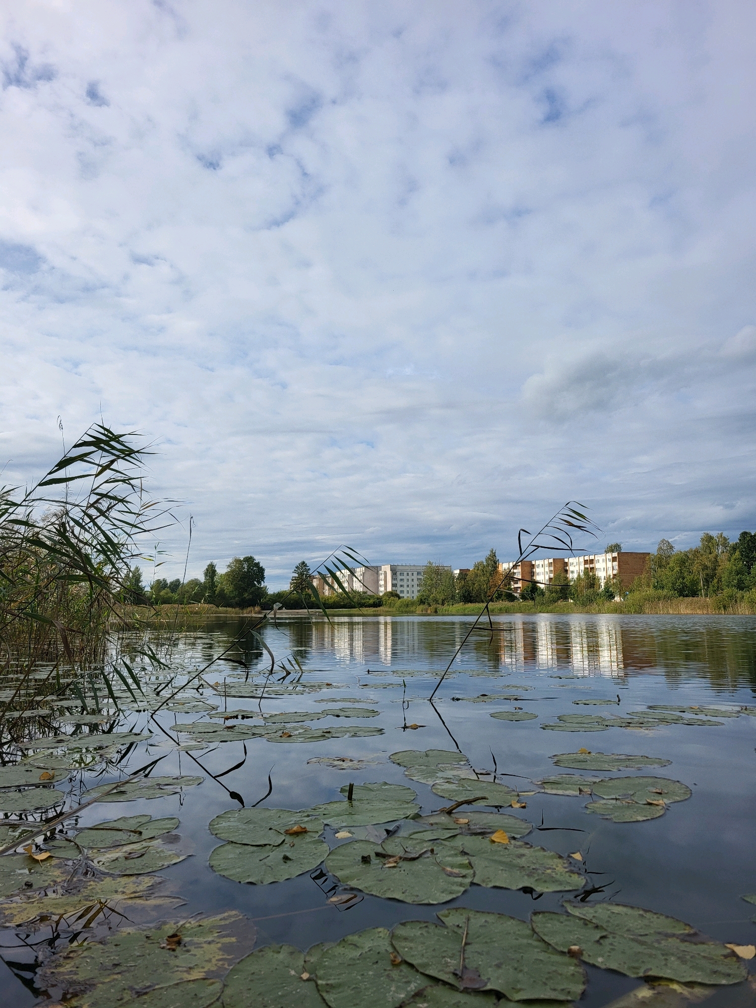 A tranquil scene unfolds at the edge of a calm body of water, likely a lake or slow-moving river, within the city of Kalnciems, Latvia. The foreground is dominated by a dense cluster of lily pads floating on the dark, reflective surface of the water. Their circular forms, ranging from vibrant green to hints of yellow and brown, create a natural tapestry. Tall, reedy grasses, their slender stalks and feathery tops swaying gently, emerge from the left side of the frame, adding a touch of wildness to the composition.
Beyond the water's edge, the middle ground features a verdant line of trees, their foliage a rich mix of greens, with some showing early signs of autumn color. Behind the trees, a row of apartment buildings stands, their facades a muted palette of light colors with darker window frames. The buildings appear to be several stories high, suggesting an urban or semi-urban setting. The sky above is a canvas of soft, diffused light, with a mixture of white and gray clouds drifting across a pale blue expanse. The reflections of the buildings and the sky are clearly visible on the water's surface, creating a mirror image that adds depth and symmetry to the scene. The overall atmosphere is one of quietude and natural beauty, a harmonious blend of urban infrastructure and the peaceful embrace of nature. There are no people or animals visible in the image.
