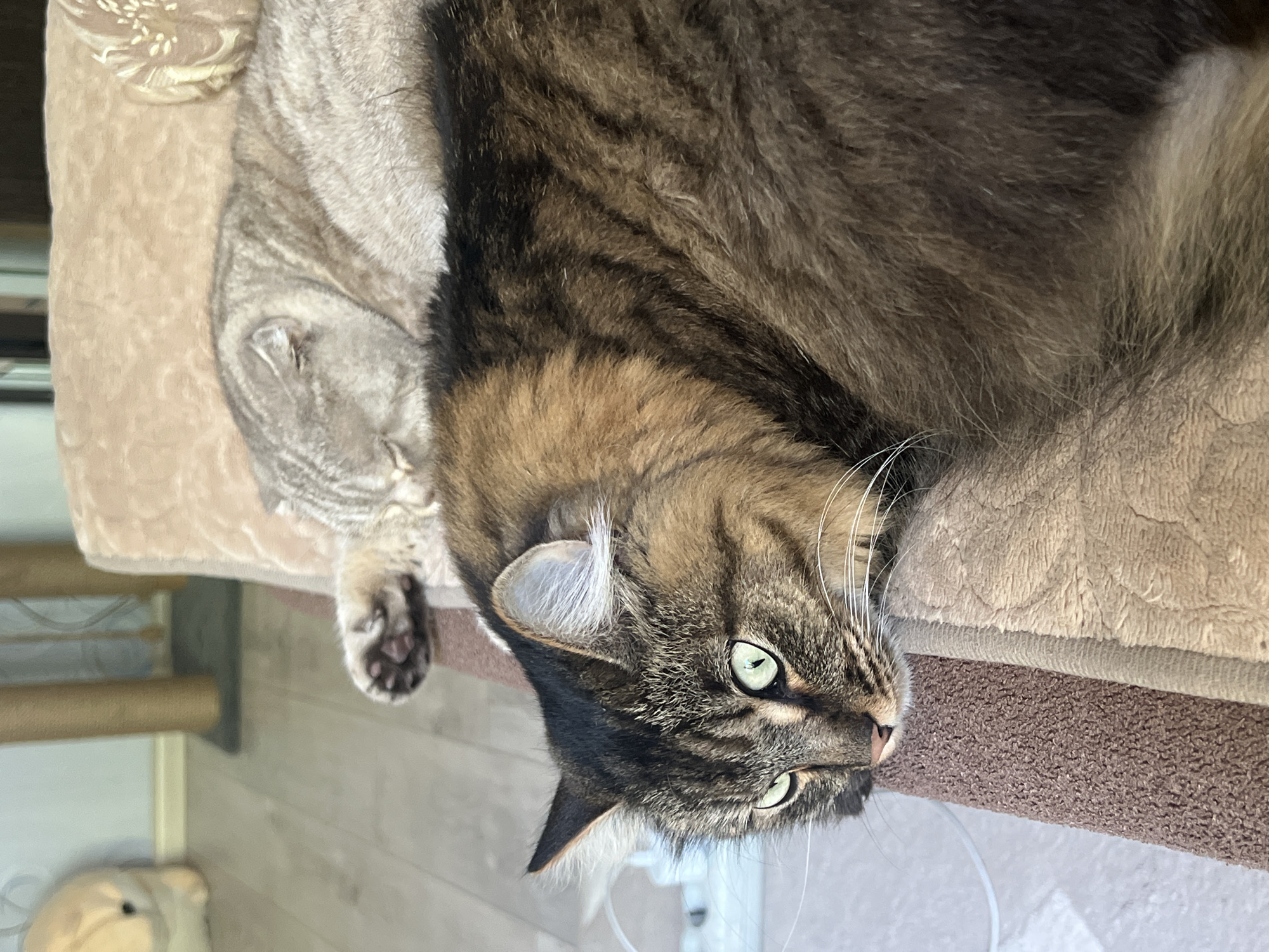 The image depicts two cats resting on a textured brown and beige surface, likely a sofa or bed. In the foreground, a long-haired tabby cat with striking green eyes is looking towards the left of the frame. Its fur is a mix of brown, black, and lighter brown stripes. Behind it, a lighter colored tabby cat with folded ears is sleeping, its head tucked towards its body. The background is blurred but suggests an indoor environment with a wooden floor and a cat tree. There are no people visible in the image. The scene is indoors and does not provide any information about the city of Chaikovsky, Russia.