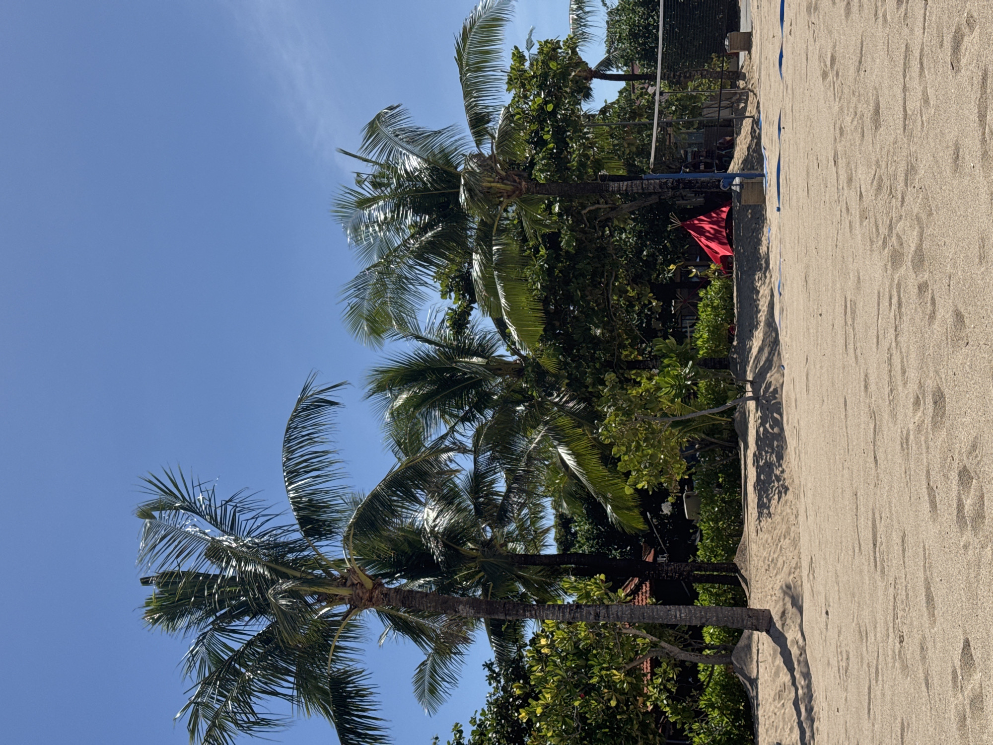 The image shows a beach scene. Three palm trees stand in the foreground, their trunks and fronds visible against a clear blue sky. Behind the trees, there is dense green vegetation. The beach sand is visible on the right side of the image. A red sheet or cloth is partially visible behind the vegetation, near a volleyball net pole.
Location: Unknown, Unknown.