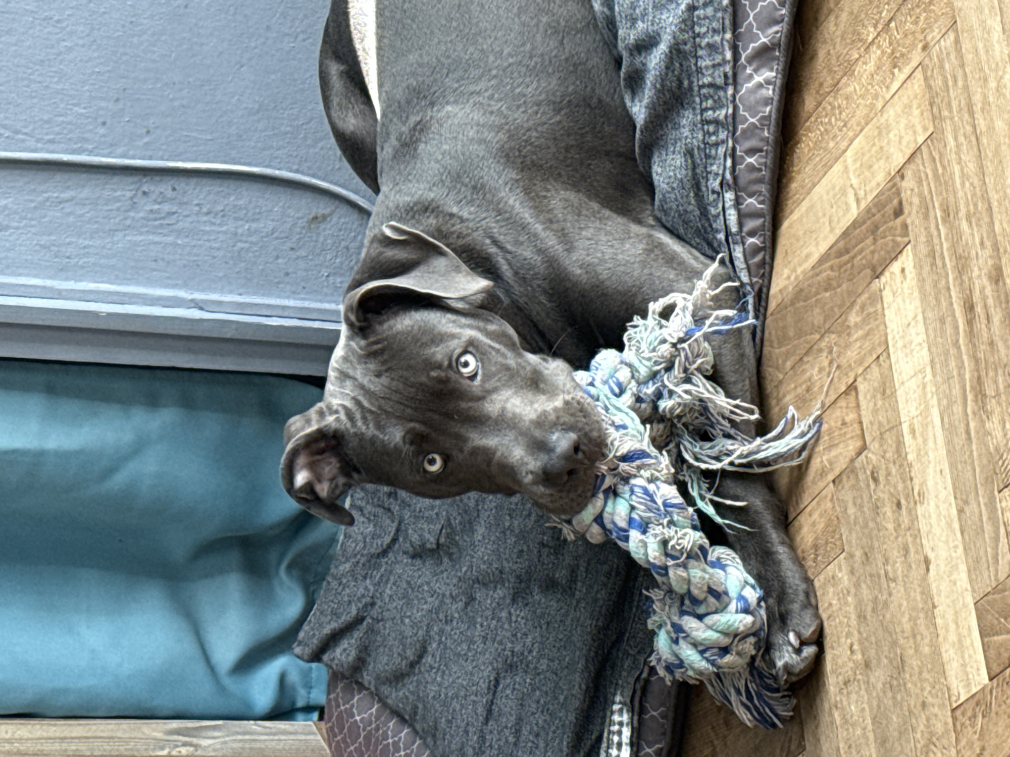 A gray dog lies on a gray dog bed with a blue and white rope toy in its mouth. The dog has light-colored eyes and is positioned between a blue cushion/wall and a wooden floor. The location is not specified or determinable from the image.
