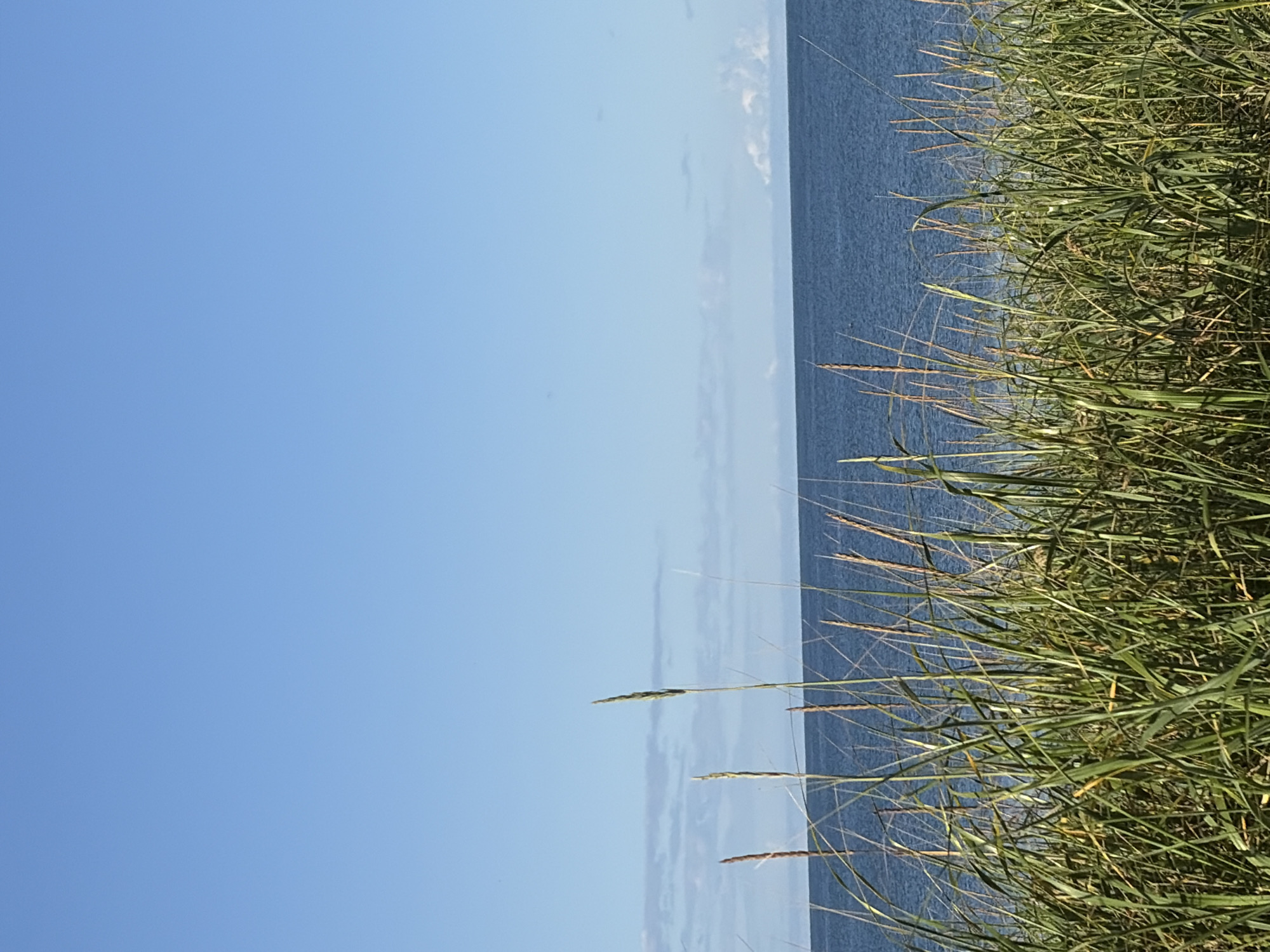 A wide-angle, eye-level shot captures a serene natural scene overlooking a body of water. In the foreground, lush green grasses and reeds grow densely, some stalks reaching higher than others and tipped with dried seed heads. The grasses are in sharp focus, creating a textured barrier between the viewer and the background.
Beyond the vegetation, a calm, deep blue body of water stretches horizontally across the mid-ground of the image. The water's surface is largely undisturbed, reflecting the clear, bright blue sky above. A thin, faint line of clouds stretches across the horizon where the water meets the sky.
The upper portion of the image is dominated by a vast expanse of clear blue sky, devoid of any significant cloud cover. The overall impression is one of tranquility and natural beauty, likely a coastal or lakeside environment. The specific location in the city of Ozerskoe, Russia, is not visually discernible from the image itself, but it depicts a common natural landscape found in such areas.