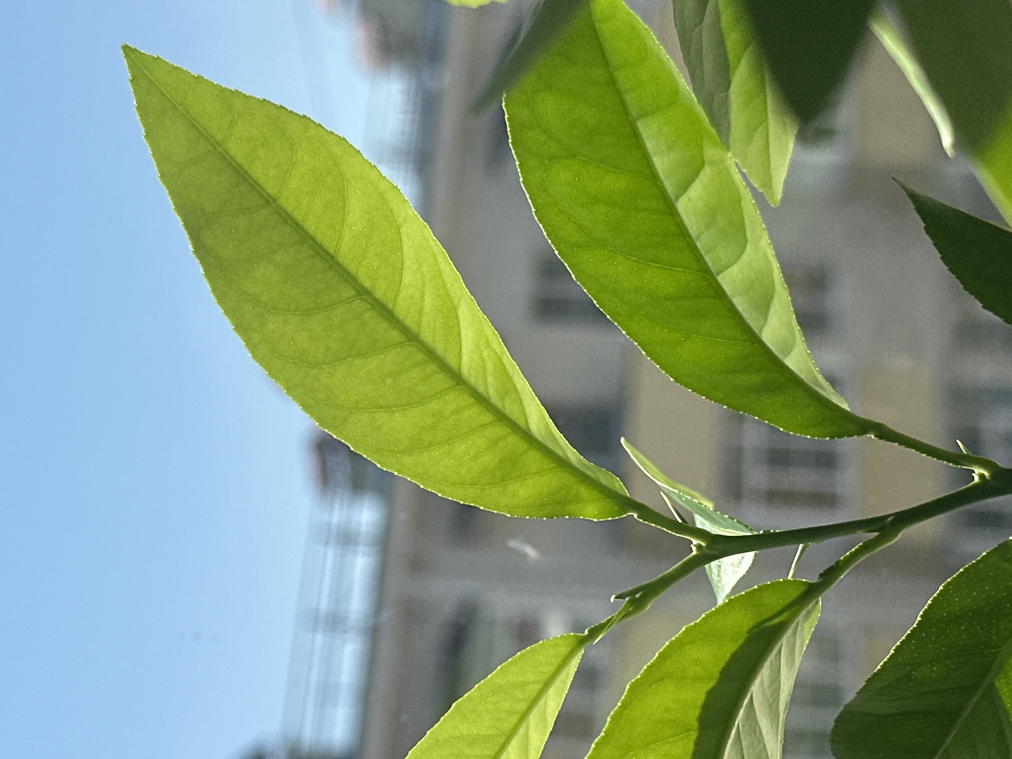 A close-up shot focuses on the bright green leaves of a young plant, backlit by the sun against a clear blue sky. The leaves are detailed with visible veins and small, translucent dots. In the blurred background, a residential building with a railing is visible, suggesting an urban environment. The image appears to be taken from a window or balcony.